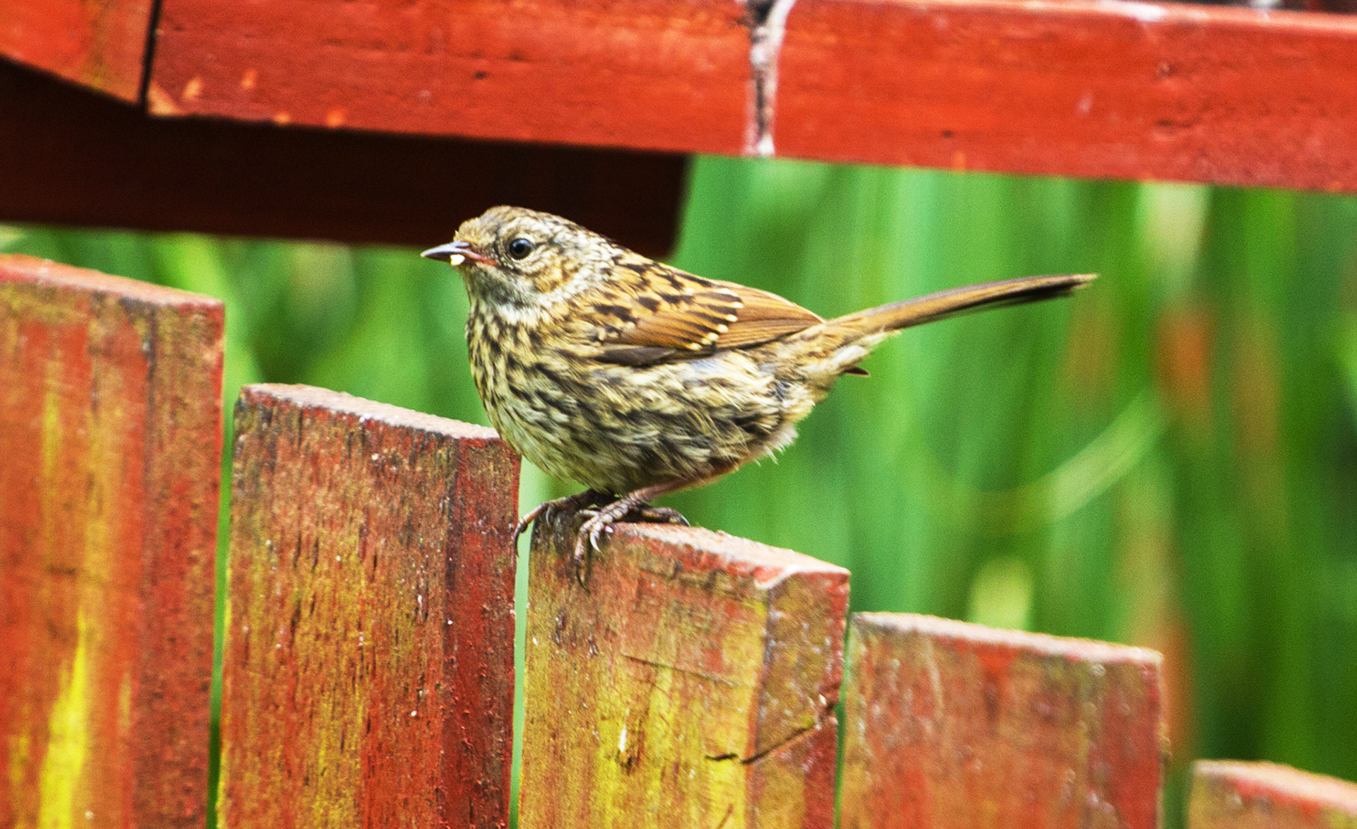 DunnockPlease see my other Photographs at: http://www.jamespdeans.co.uk/