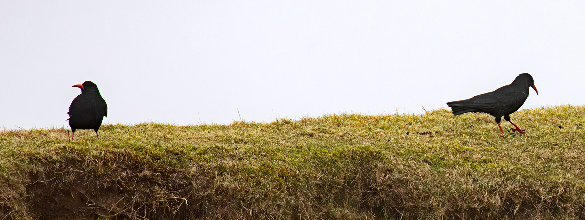 Chough: The Island of Islay 03 March 2025