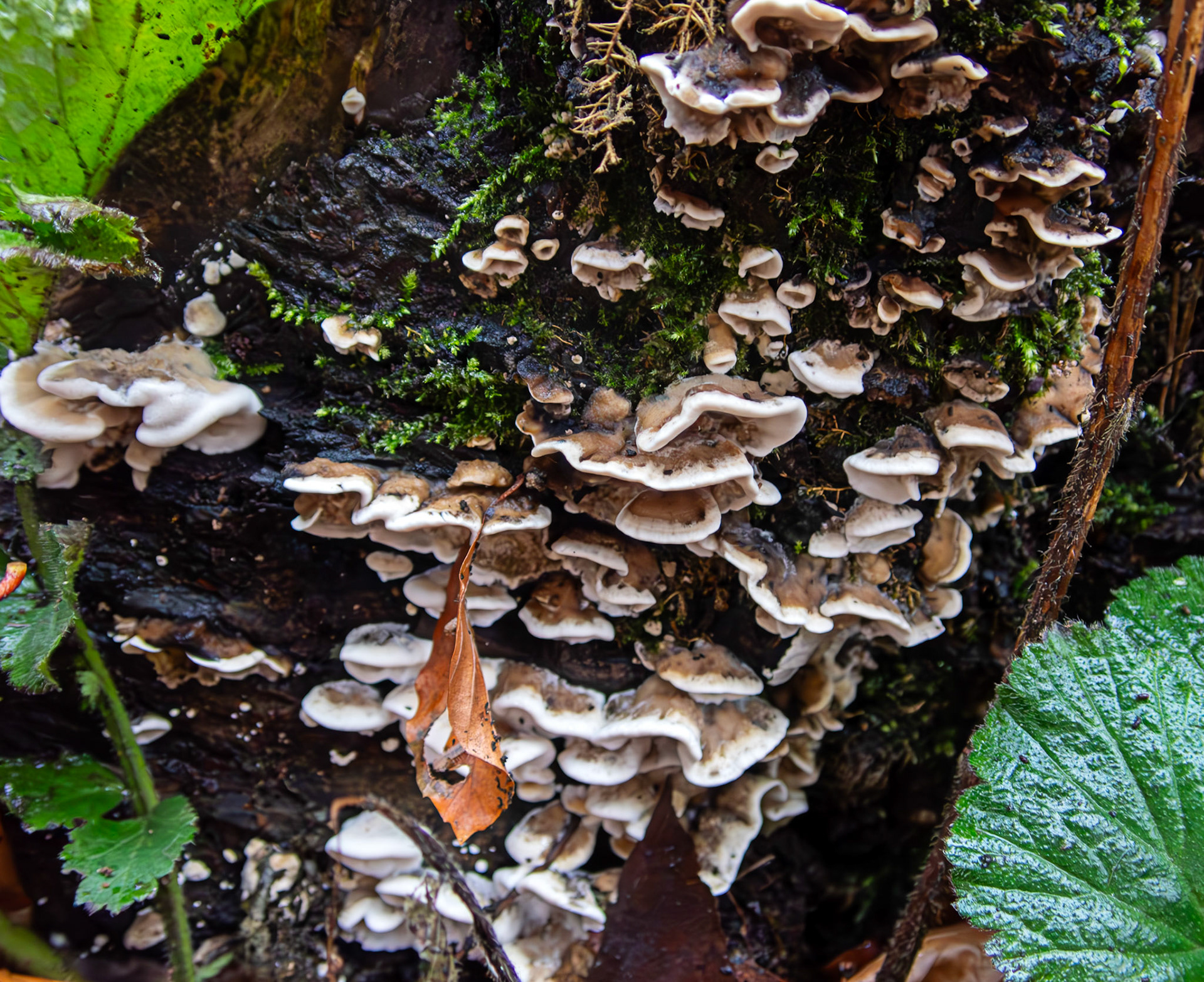 Smokey Bracket (Bjerkandera adusta) Deans Woods 08 November 2025