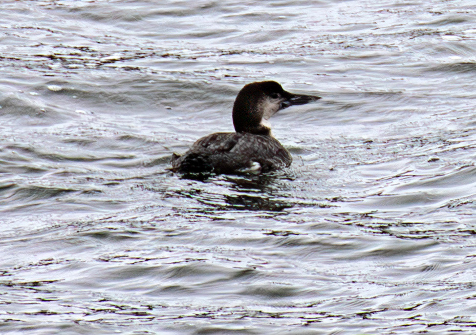 Great Northern Diver: Sail to the Island of Islay 03 March 2025