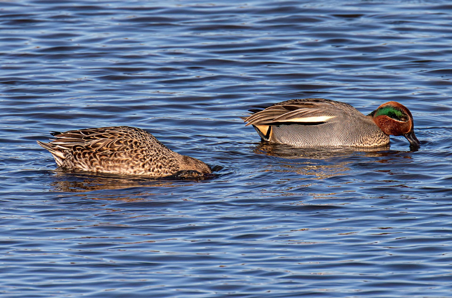 Teal at Titchfield Haven 02 January 2025