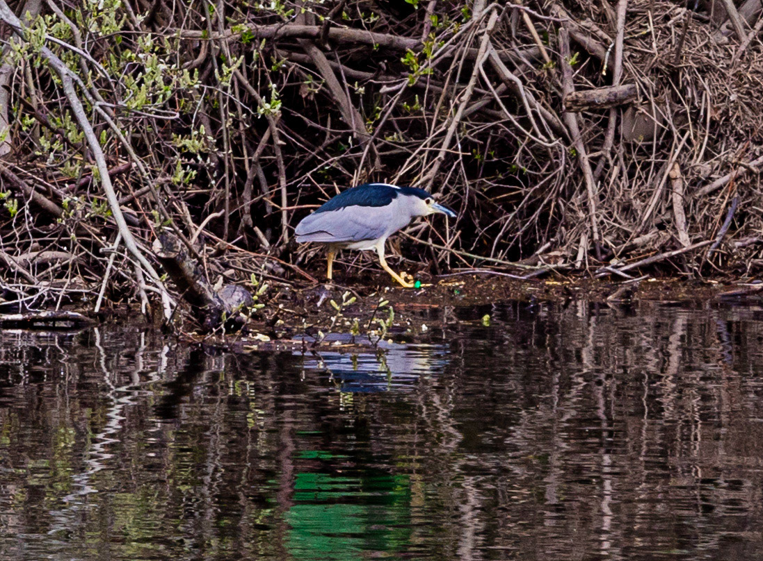 Barons Haugh 24 April 2023 Black Crowned Night Heron