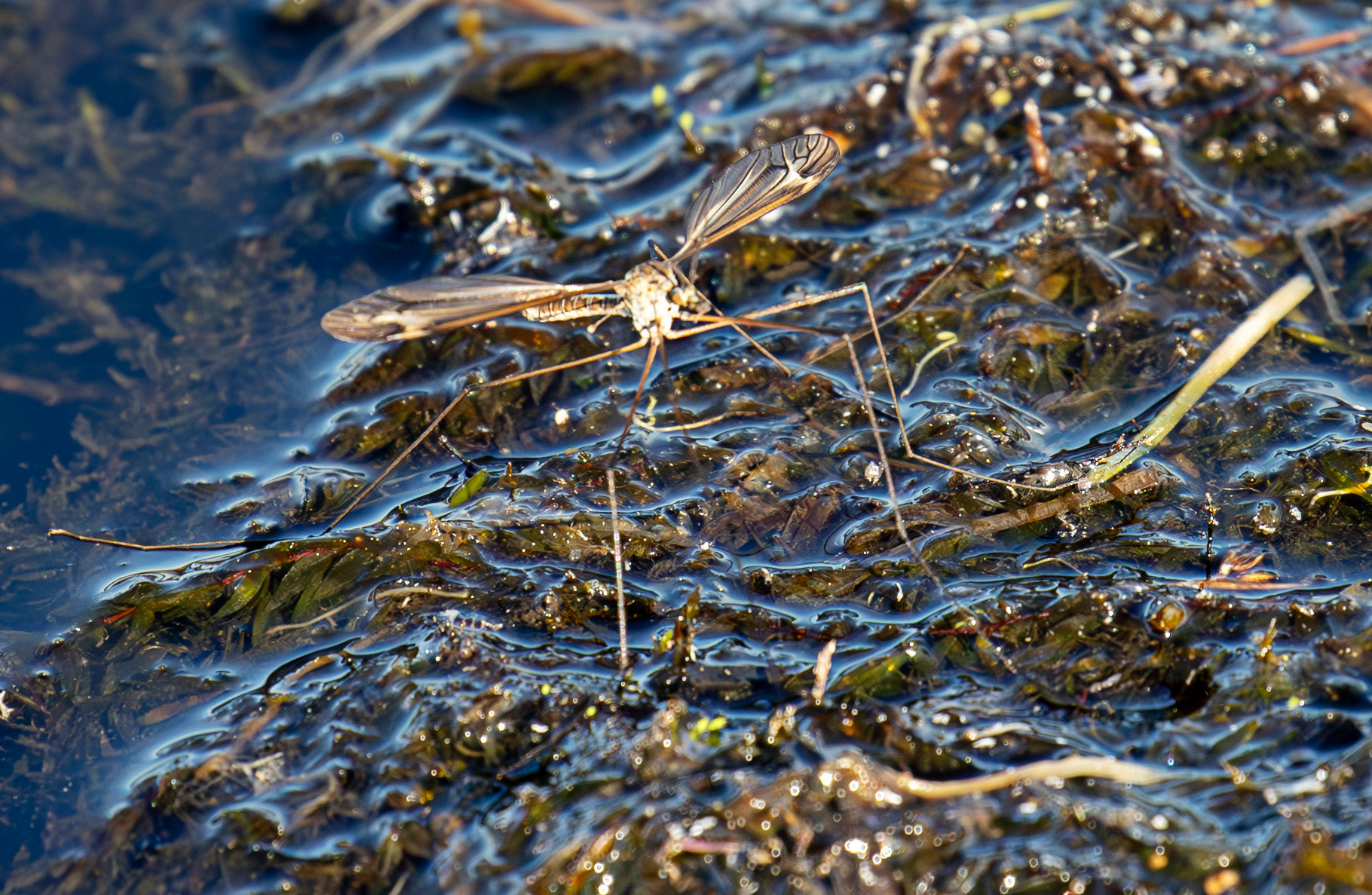 Harperrig 30 April 2025