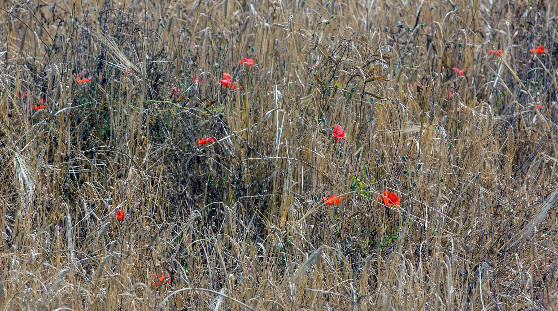 AlcudiaPlease see my other Photographs at: www.jamespdeans.co.uk