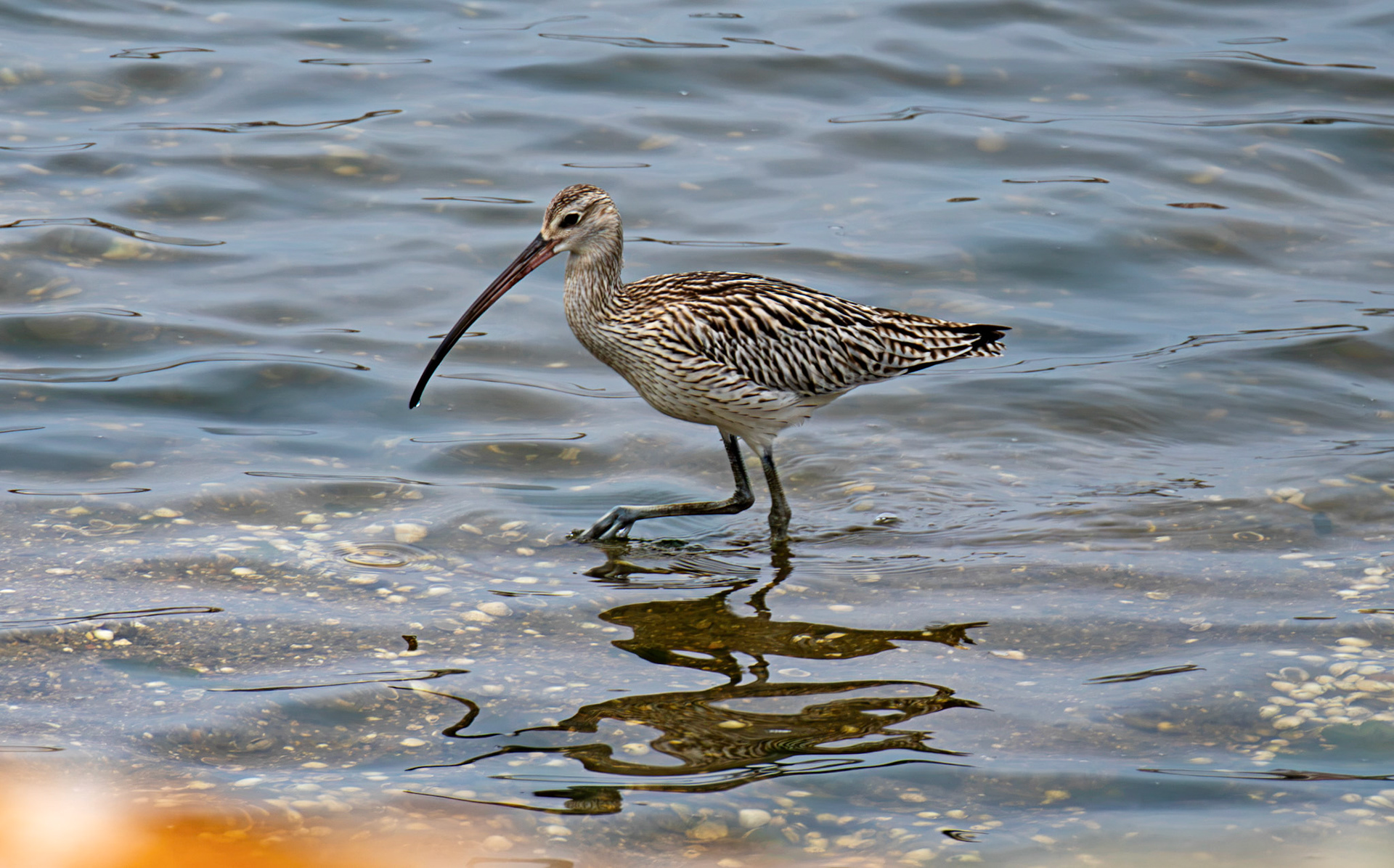 Eurasian Curlew - Reserva Natural do Estuario do Douro 20 August 2026