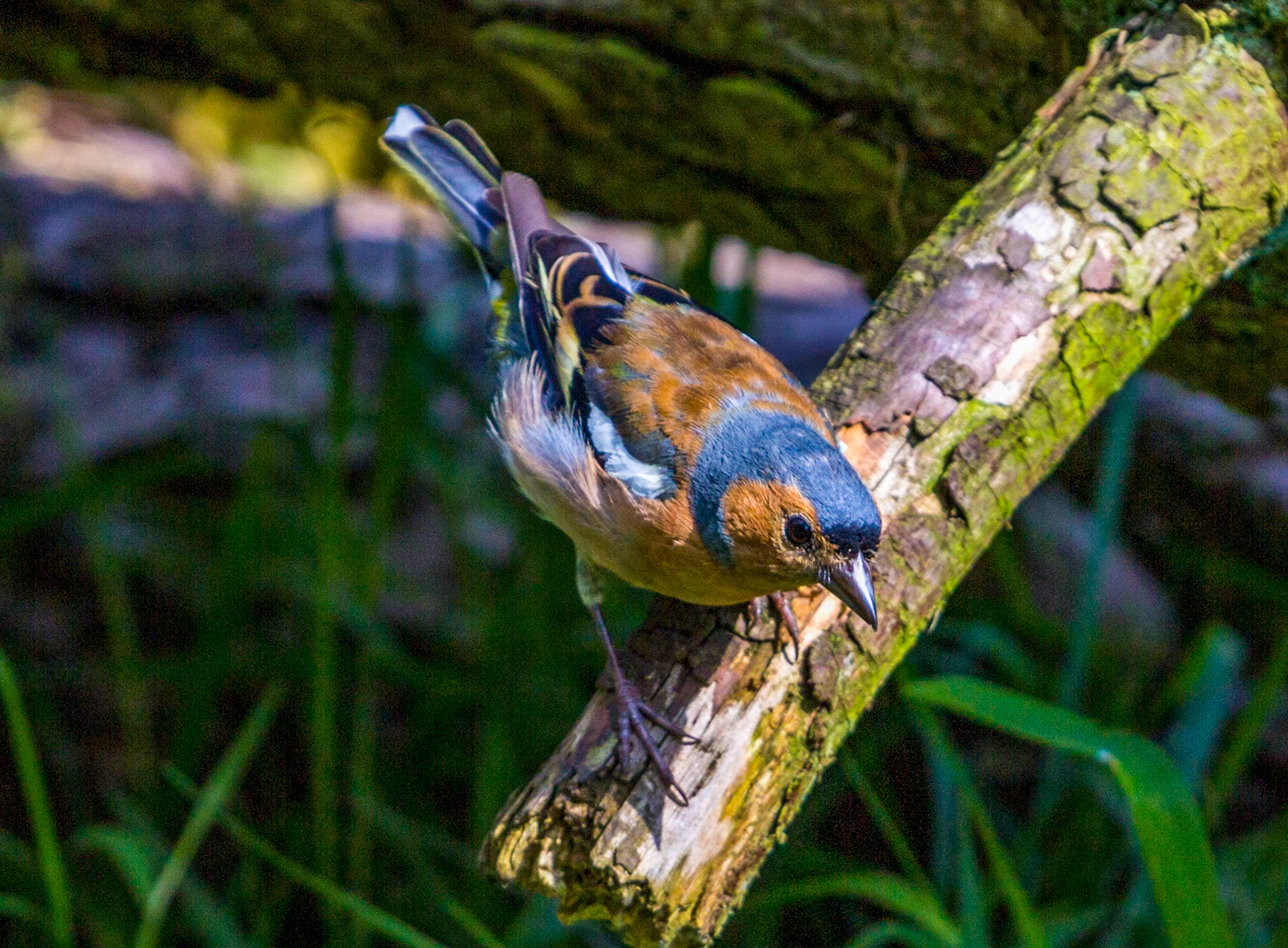 Morton Lochs - Tentsmuir Forest, Fife Please see my other Photographs at: www.jamespdeans.co.uk