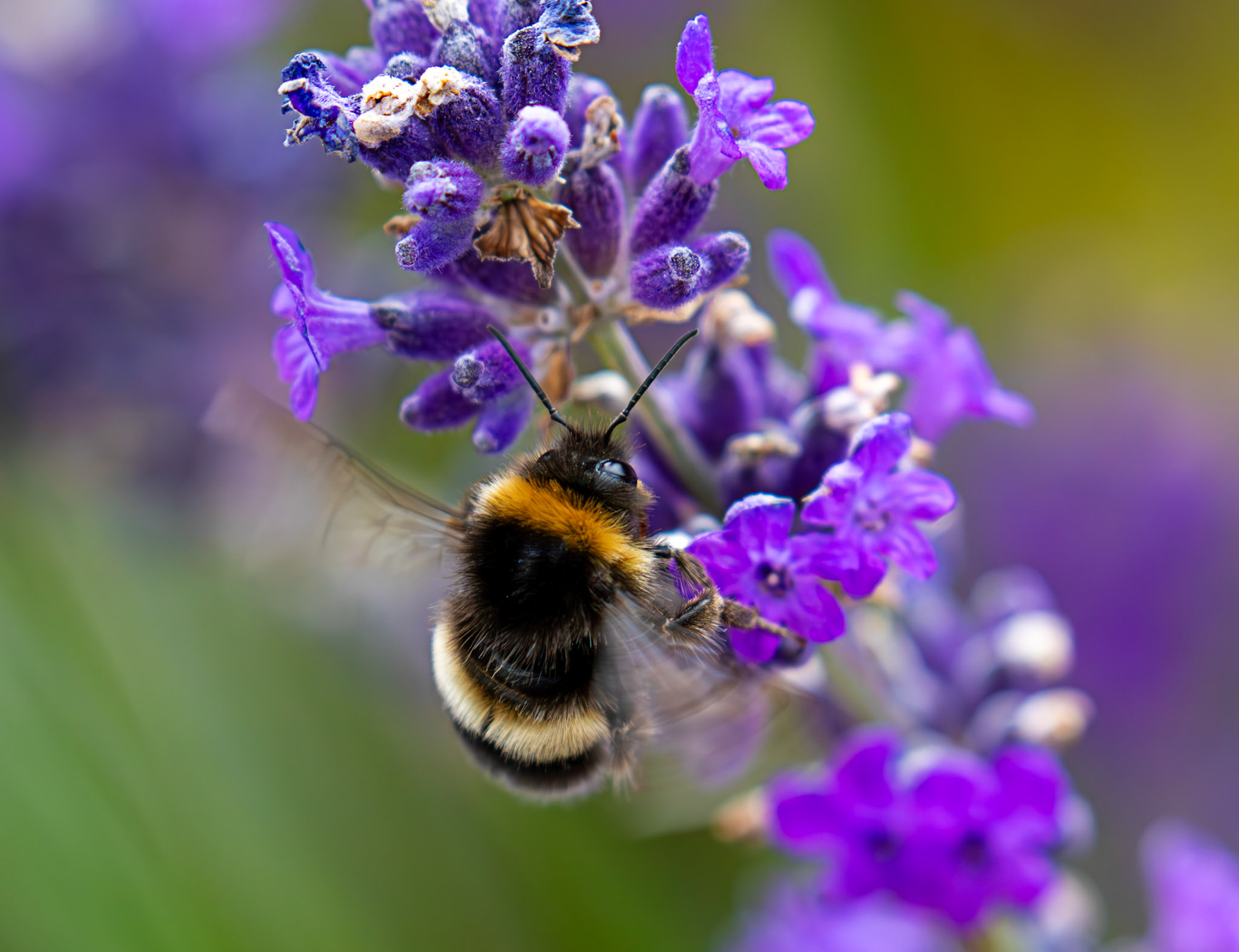 Broken Belted Bumblebee (Bombus soroeensis) Livingston 08 July 2025
