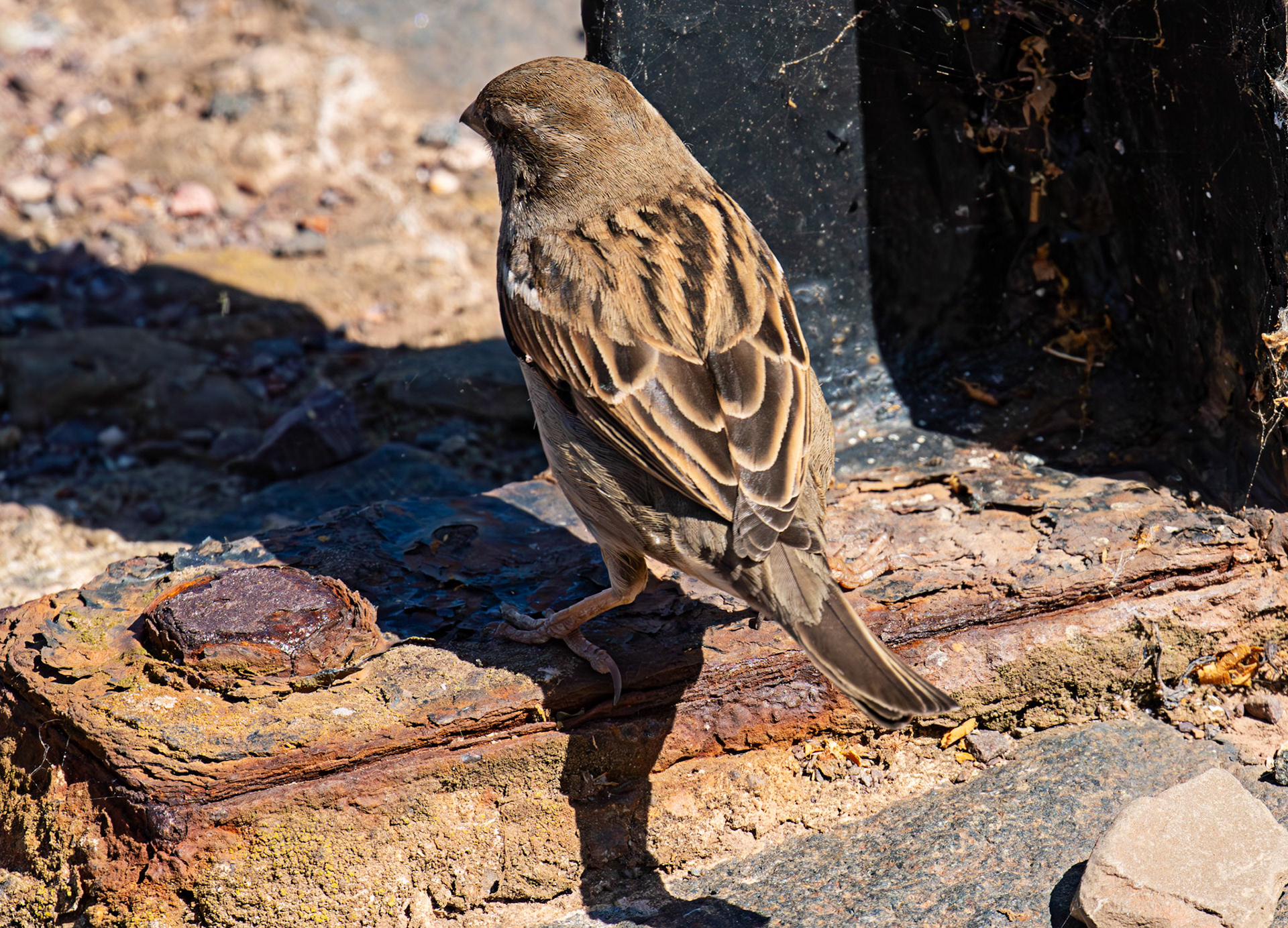House Sparrows - Dunbar 17 May 2025