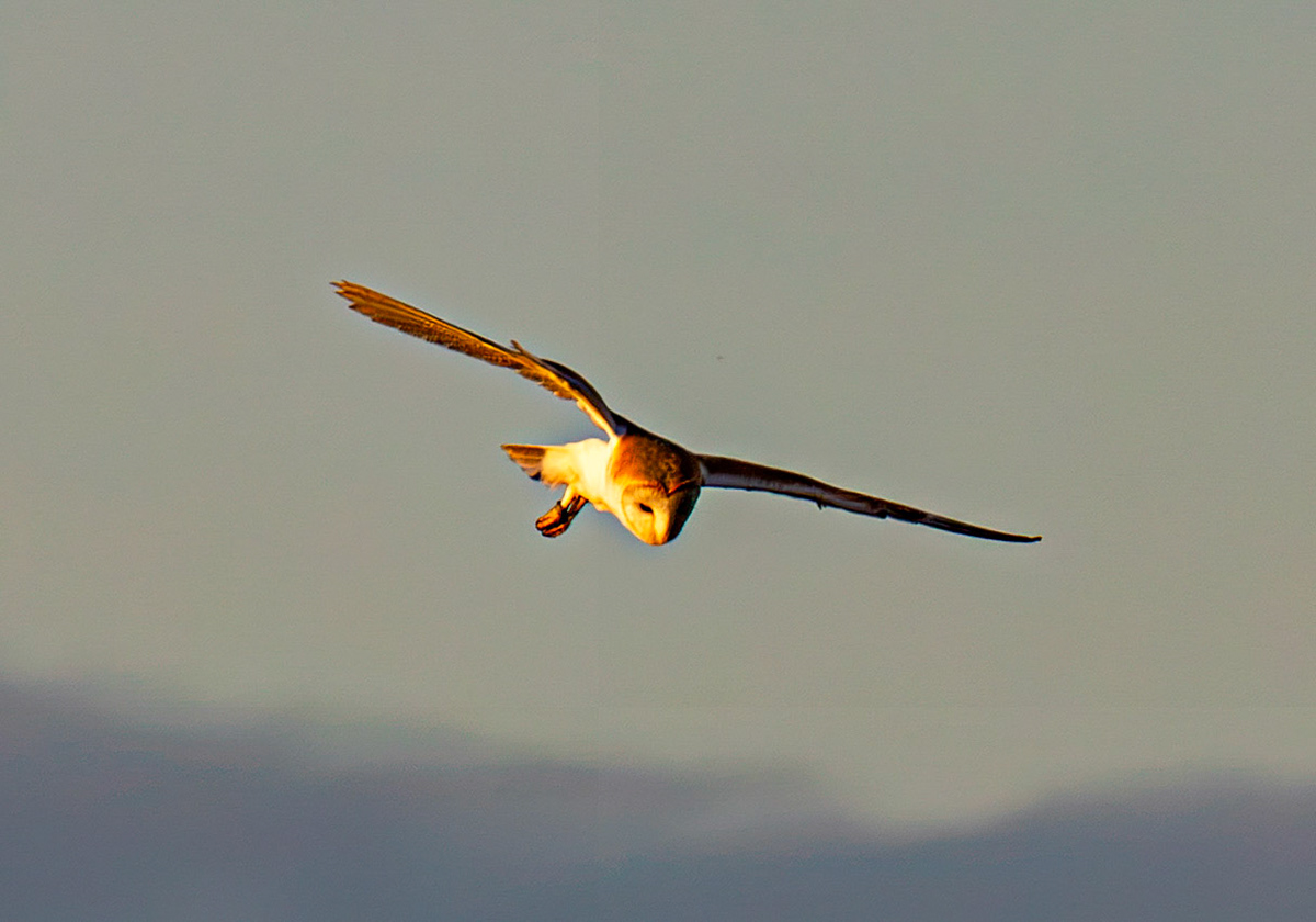 Barn Owl at Harperrig 02 July 2026