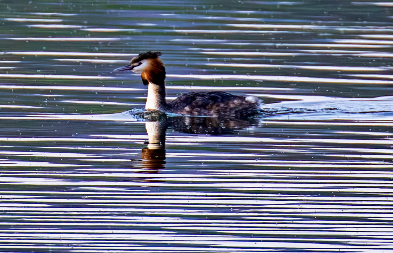 Great Crested Grebe at Linlithgow Loch 18 March 2026