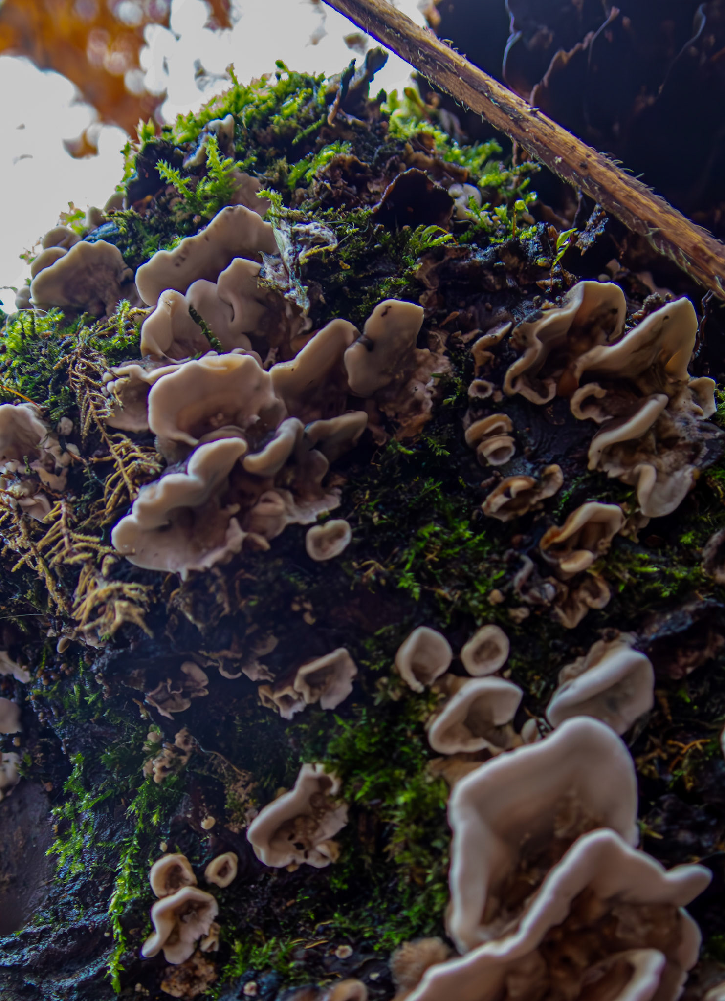 Smoky Bracket (Bjerkandera adusta). Deans Woods 08 November 2025