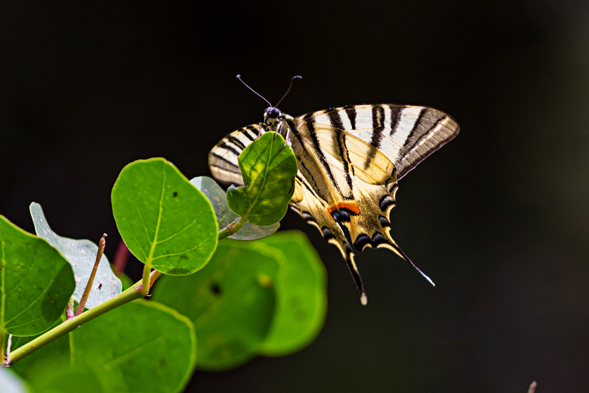 Scarce Swallowtail in the Medici Fort - Siena 21 June 2024