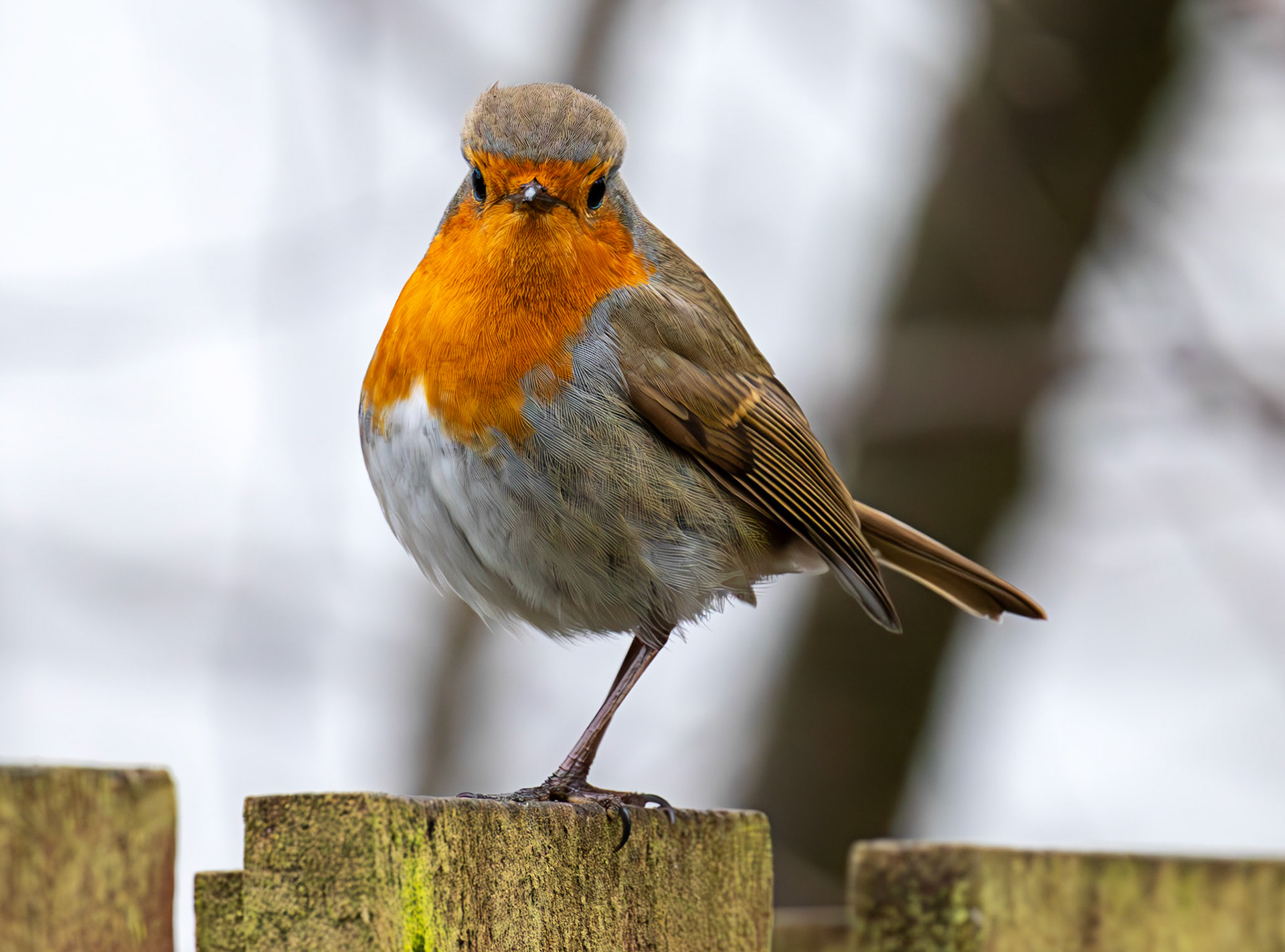 Robin in the Howden Park walled garden 12 Feb 2025