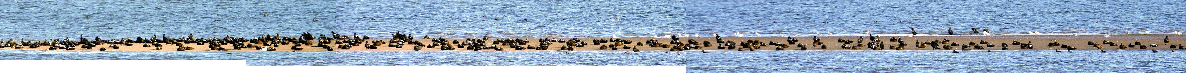 MontrosePlease see my other Photographs at: www.jamespdeans.co.uk