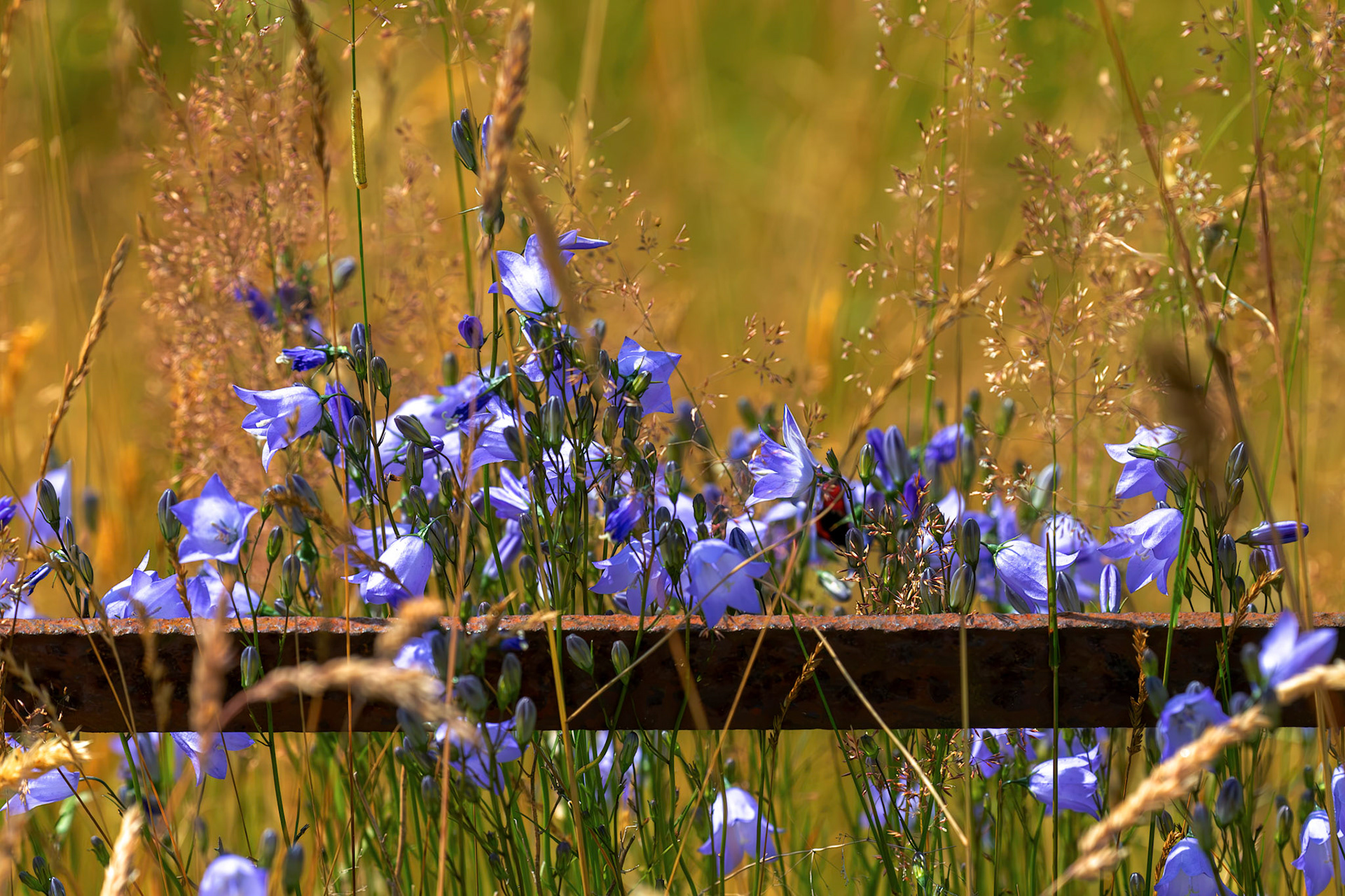 Harebells - Harperrig Reservoir 20 July 2026