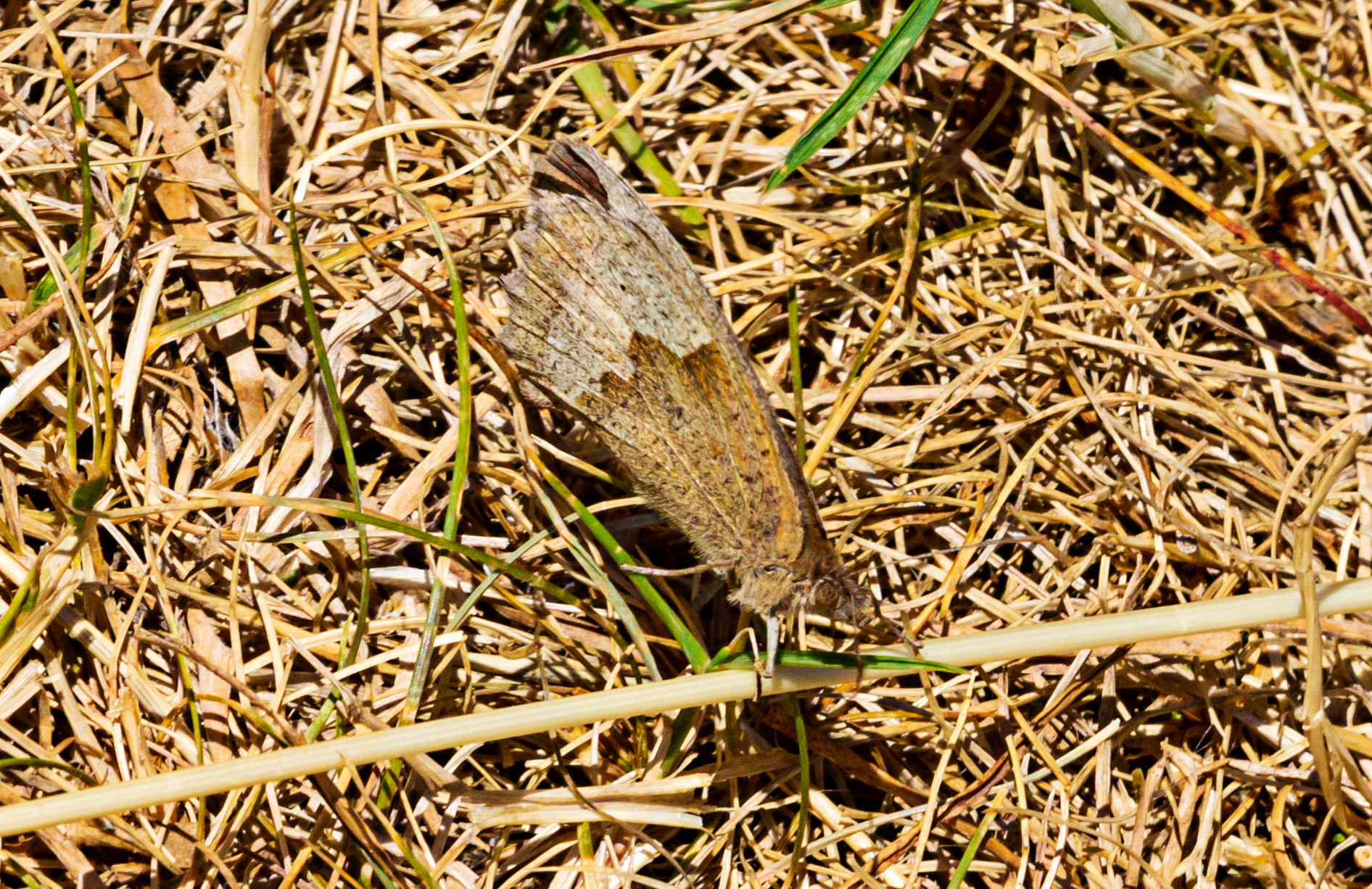 Mottistone IOW 16 July 2022