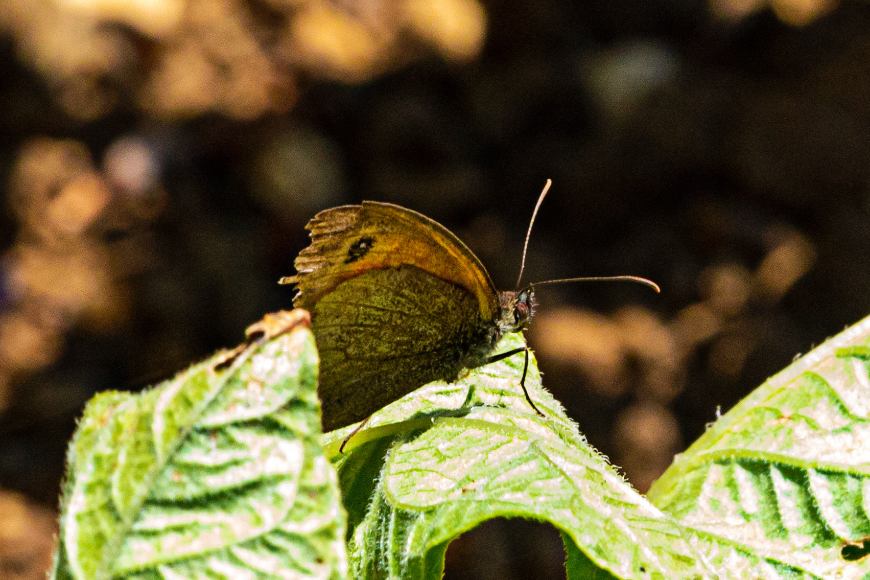 Mottistone IOW 16 July 2022