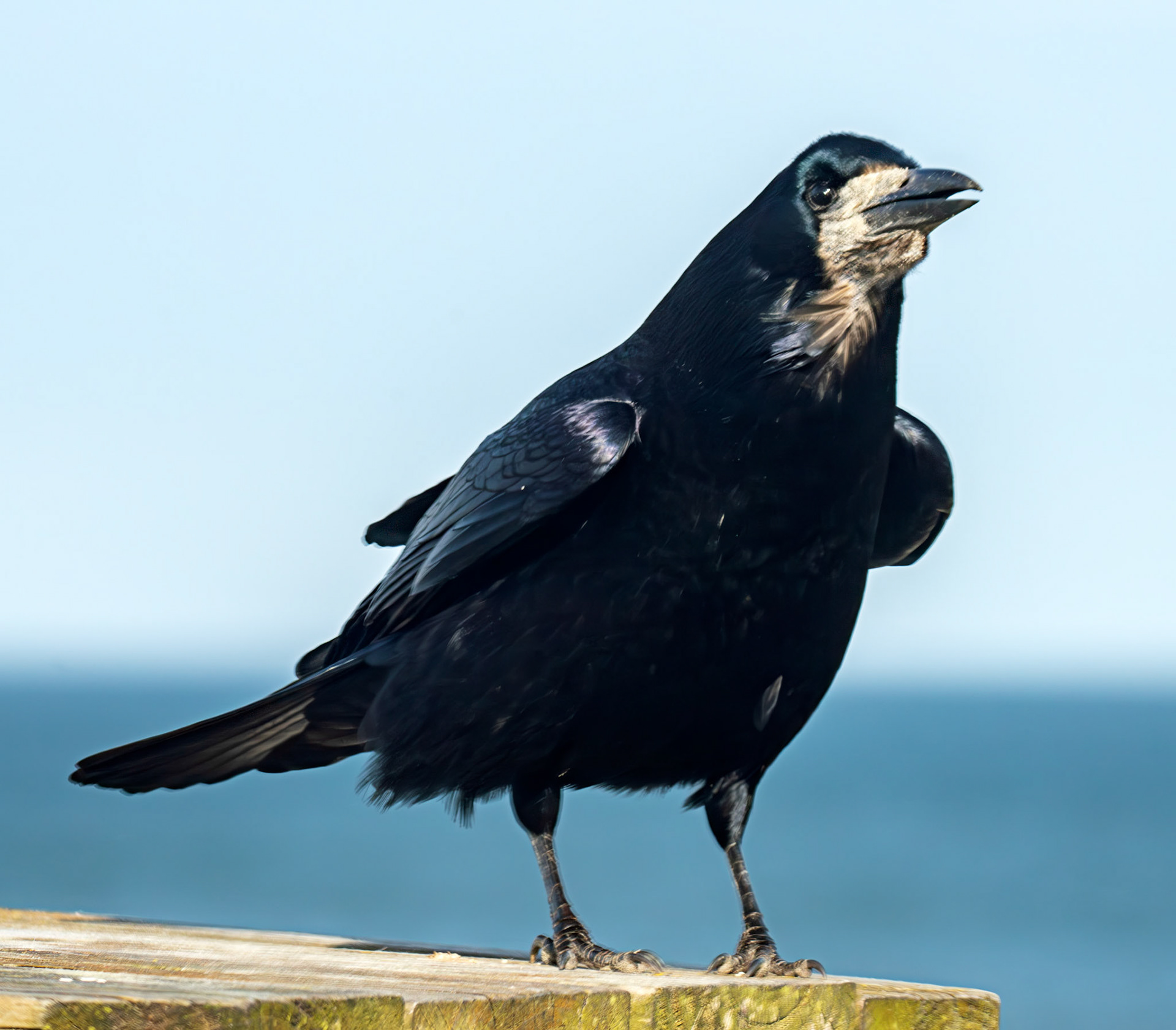 Cullen 05 March 2026