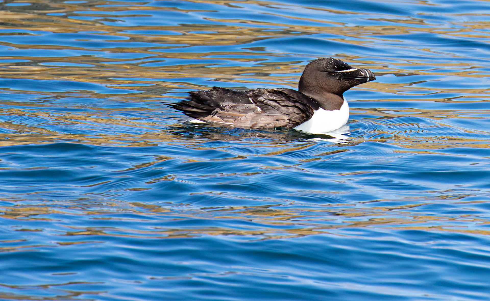 Razorbill - Farne Islands 03 July 2026
