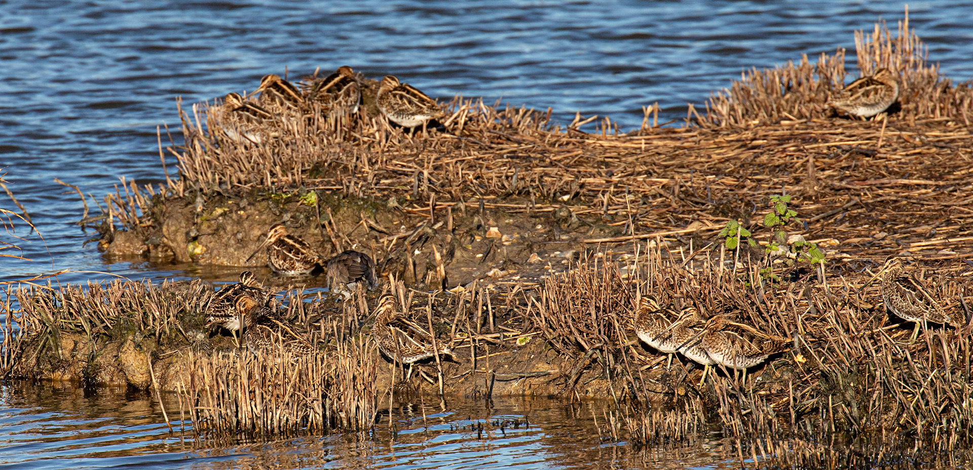 Snipe at Titchfield  Haven 02 January 2025