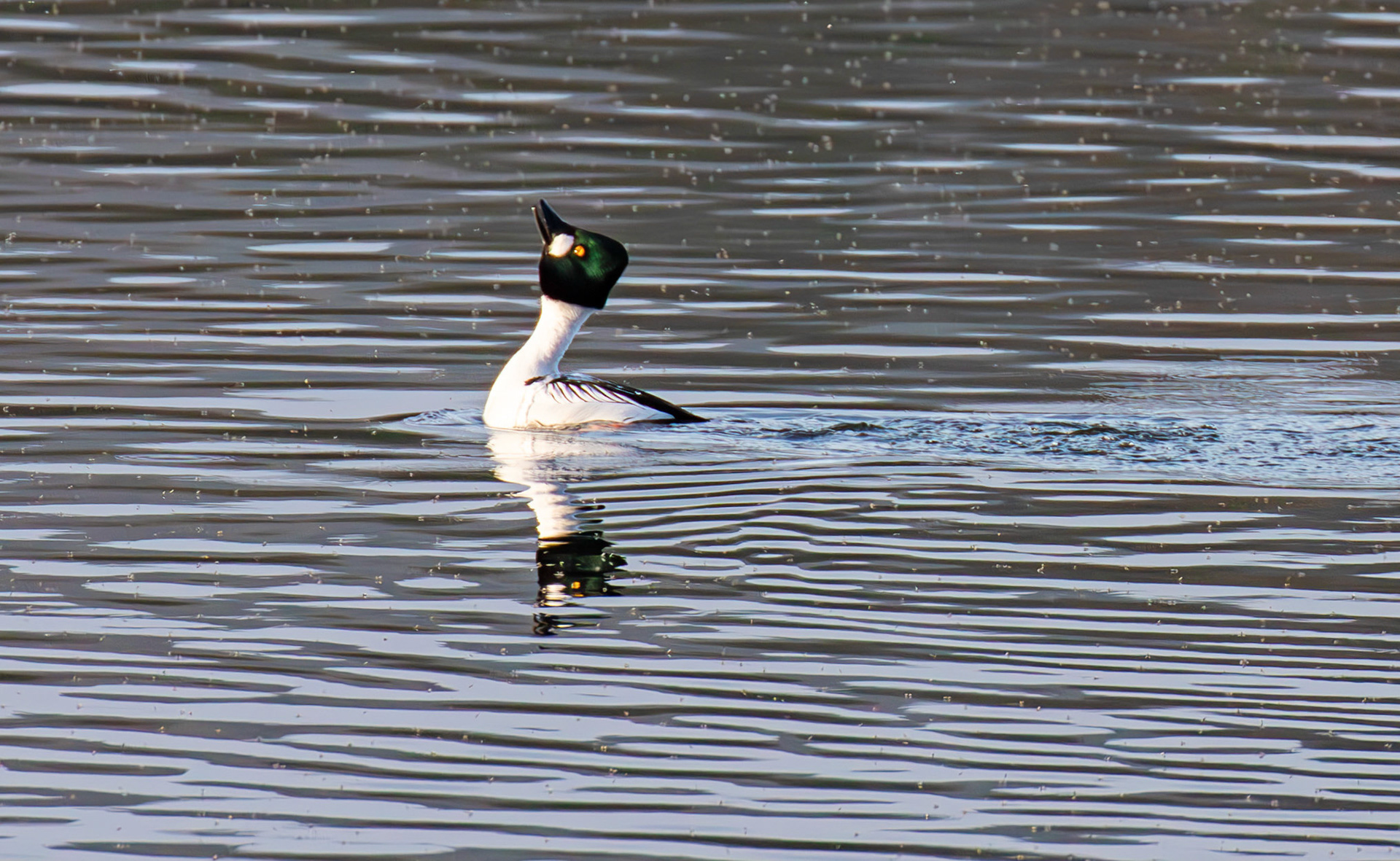 Goldeneye at Linlithgow Loch 18 March 2026