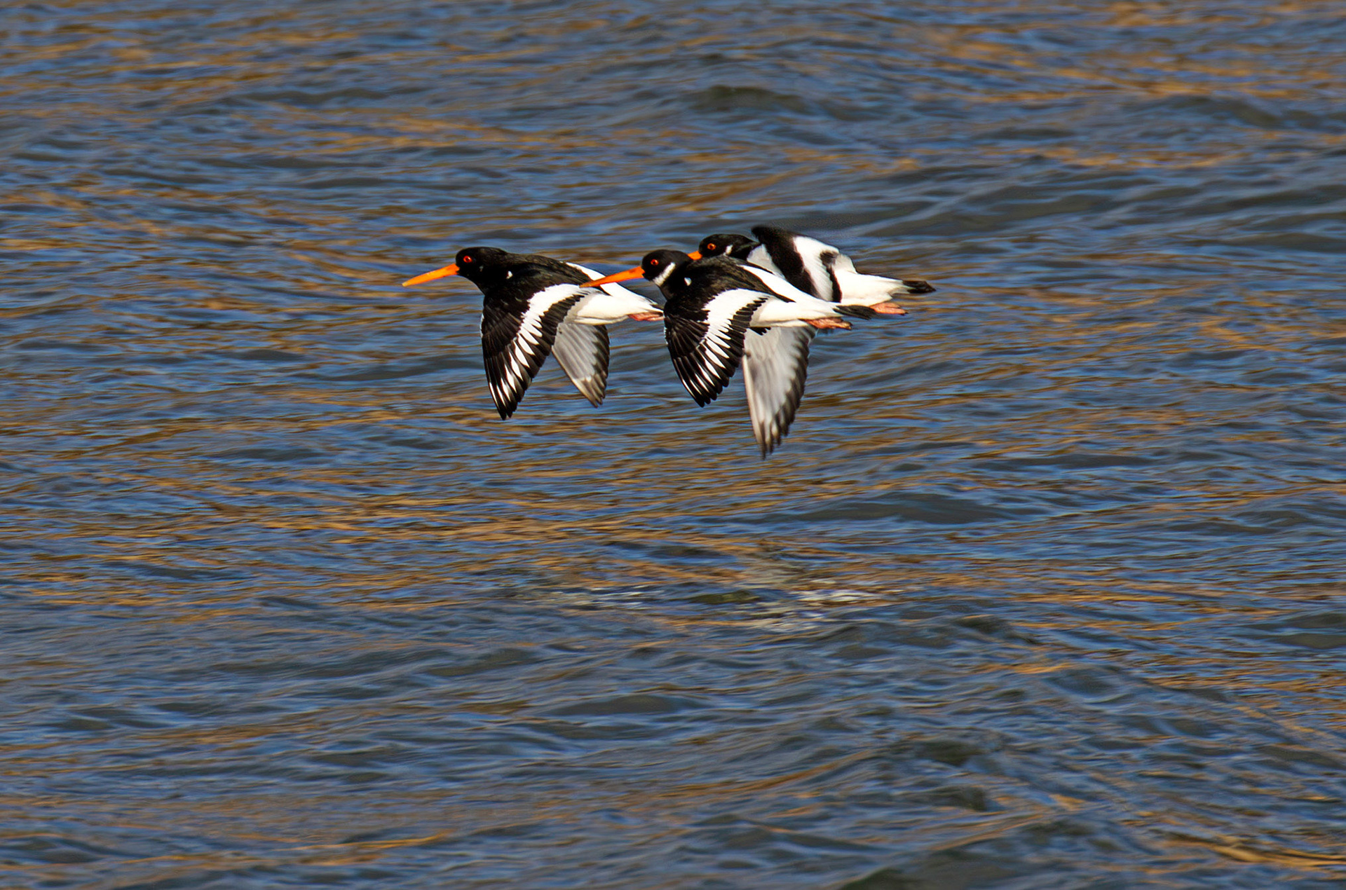 Oystercatcher - Pettycur Harbour - Firth of Forth 22 Feb 2025