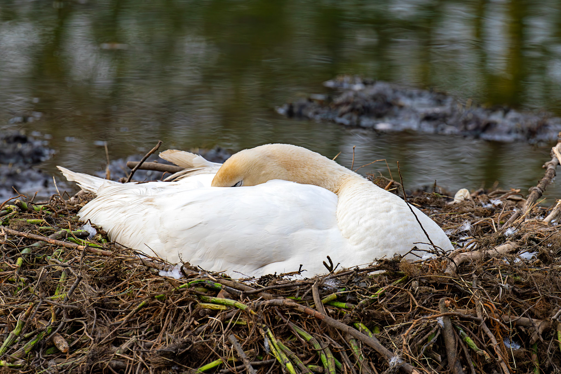 Mute Swan at Colzium House Curling Pond 09 April 2025