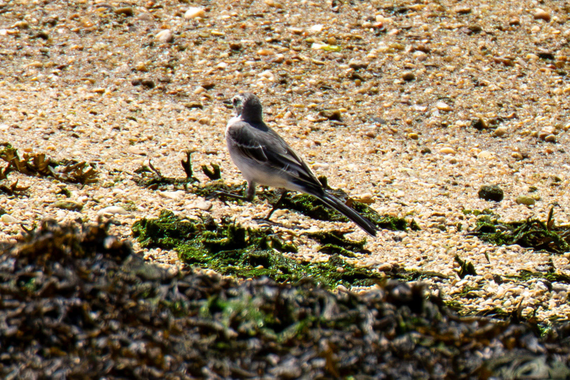 White Wagtail. Porto 18 August 2026