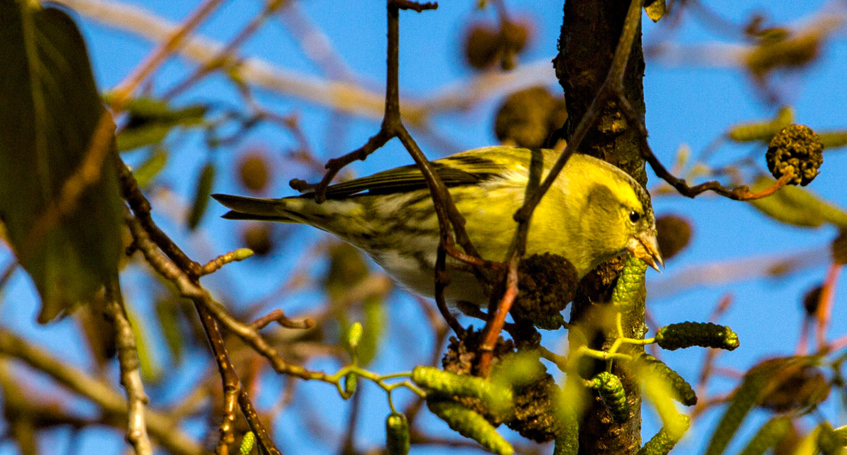 Siskin on Alders in Tay Street, PerthPlease see my other Photographs at: www.jamespdeans.co.uk