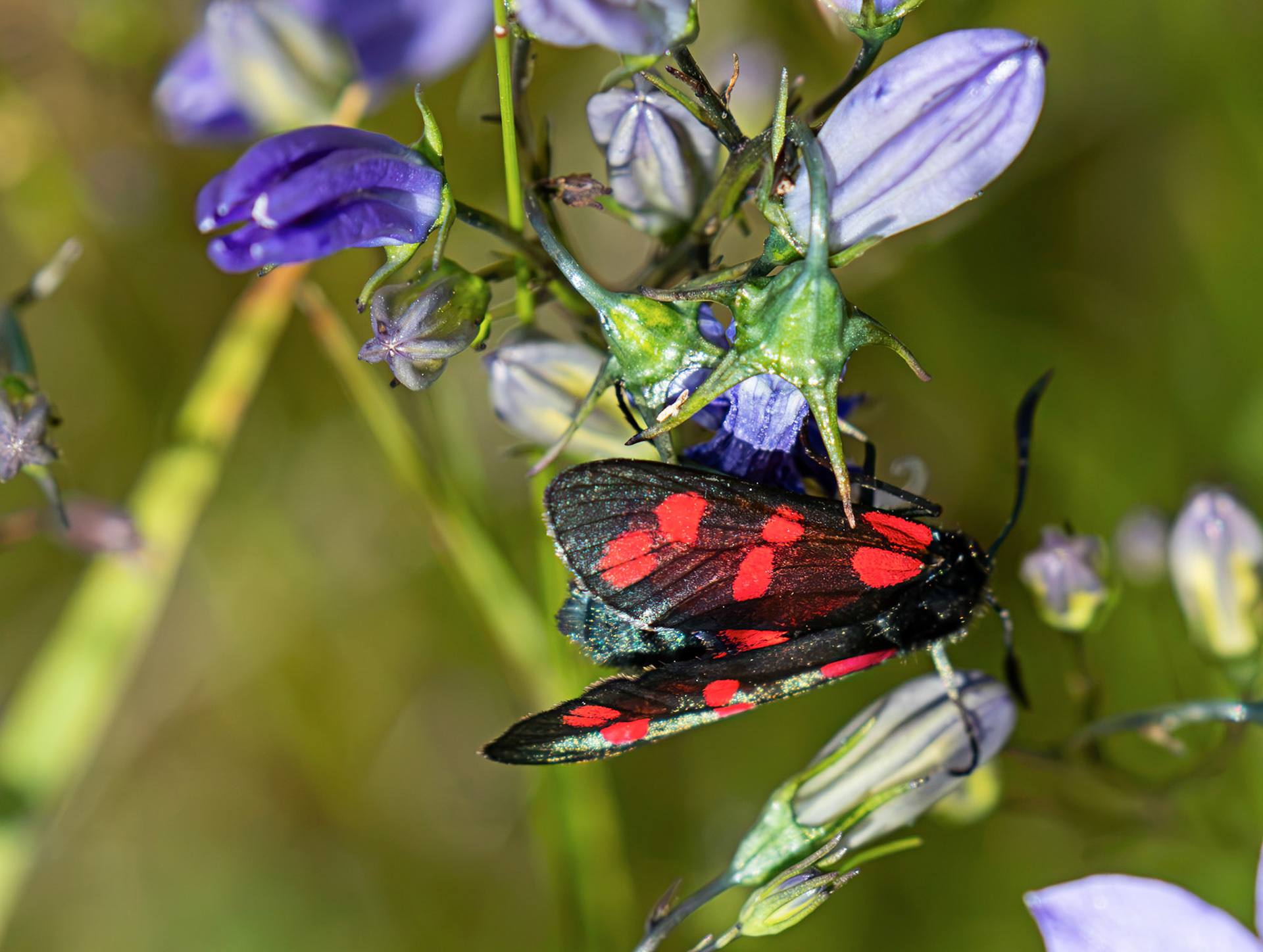 Six Spot Burnet Moth - Harperrig Reservoir 20 July 2026