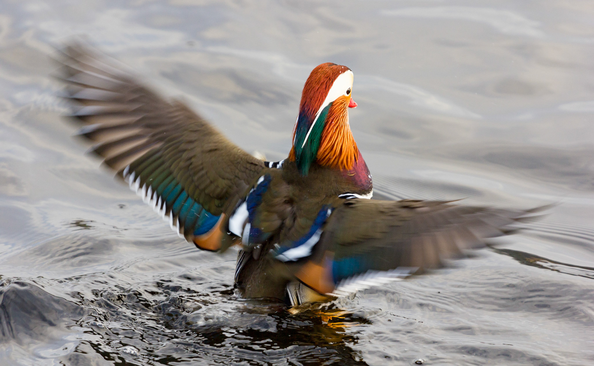Mandarin on the River Teith in Callander, Stirlingshire, Scotland. Please see my other Photographs at: www.jamespdeans.co.uk