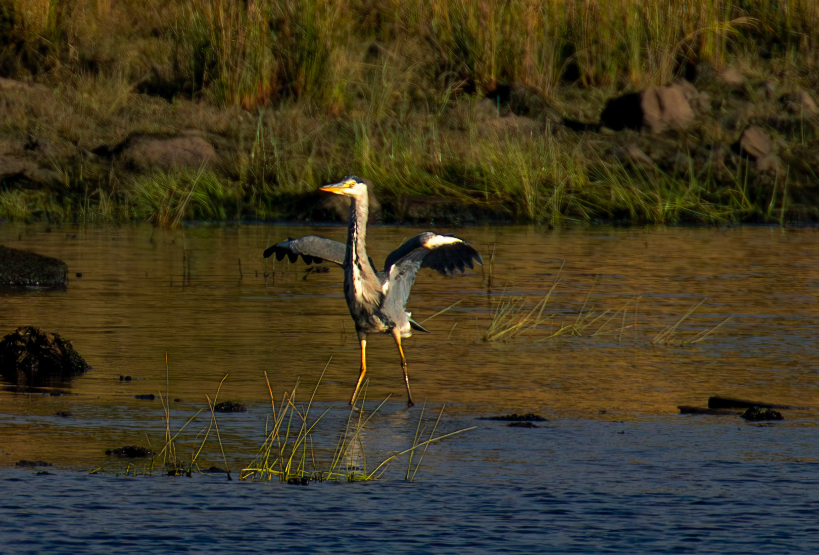 Grey Heron - Harperrig Reservoir 17 September 2024