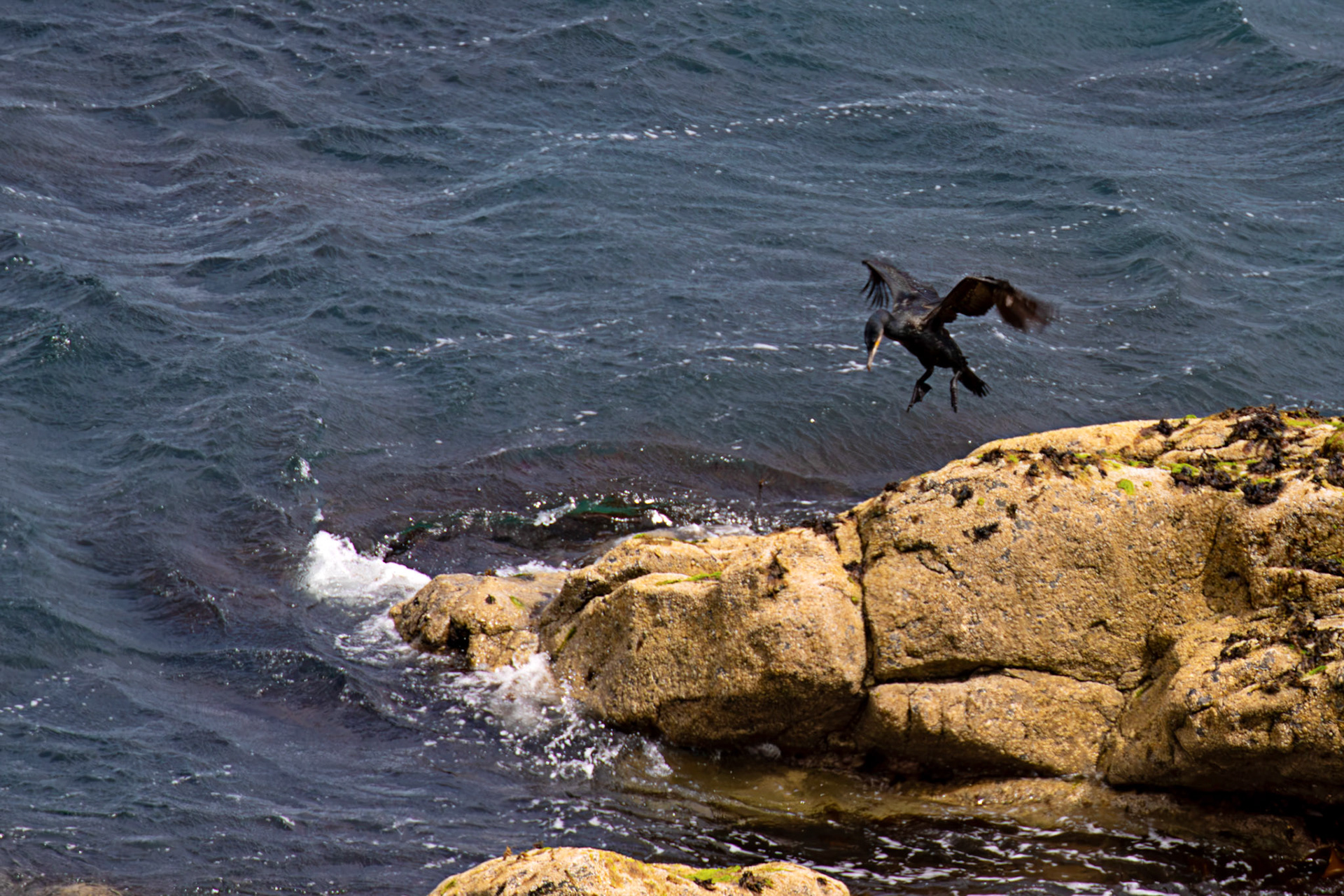 Atlantic Great Cormorant flying and landing at Tantallon Castle 04 July 2026