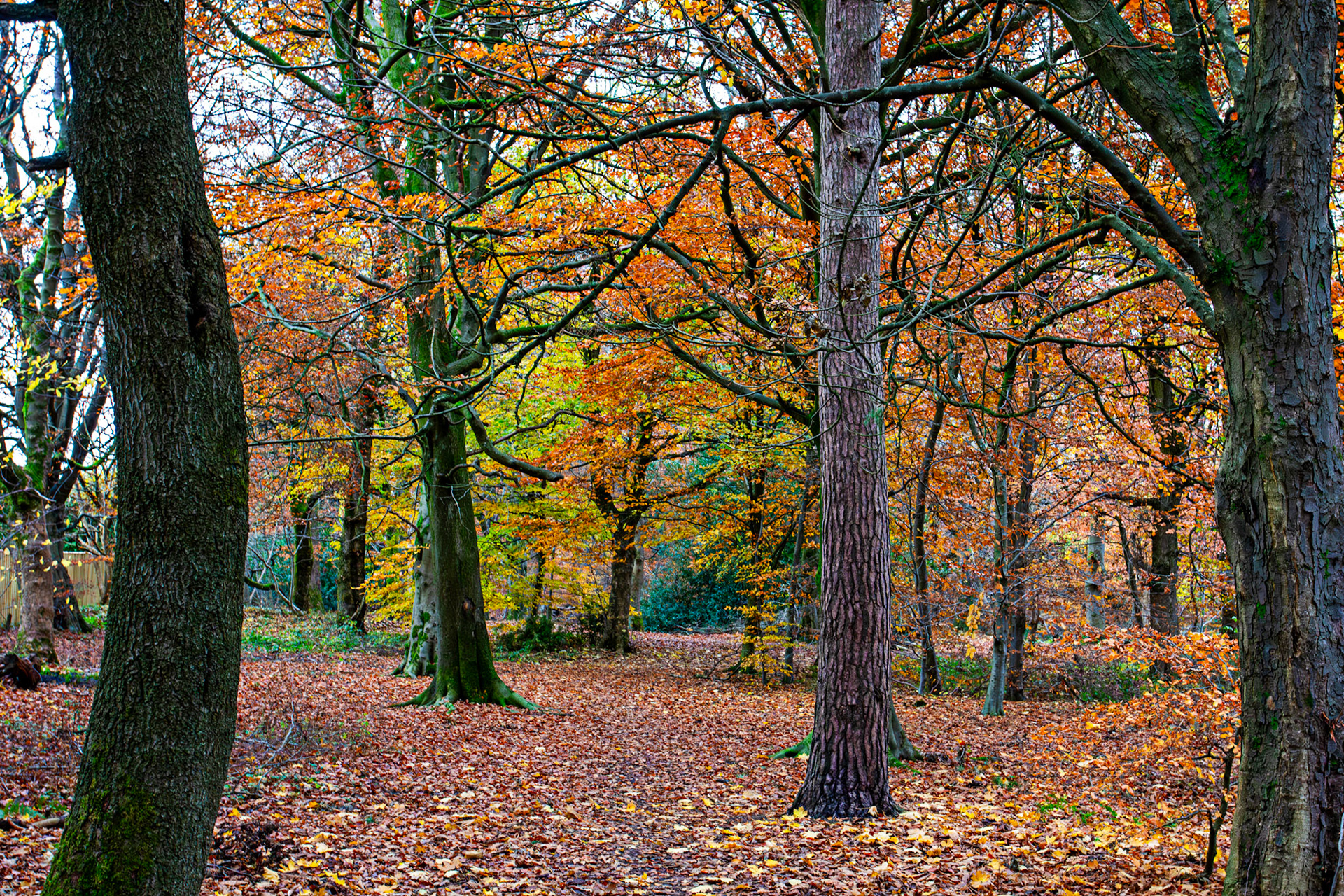 Deans Woods - 07 November 2025