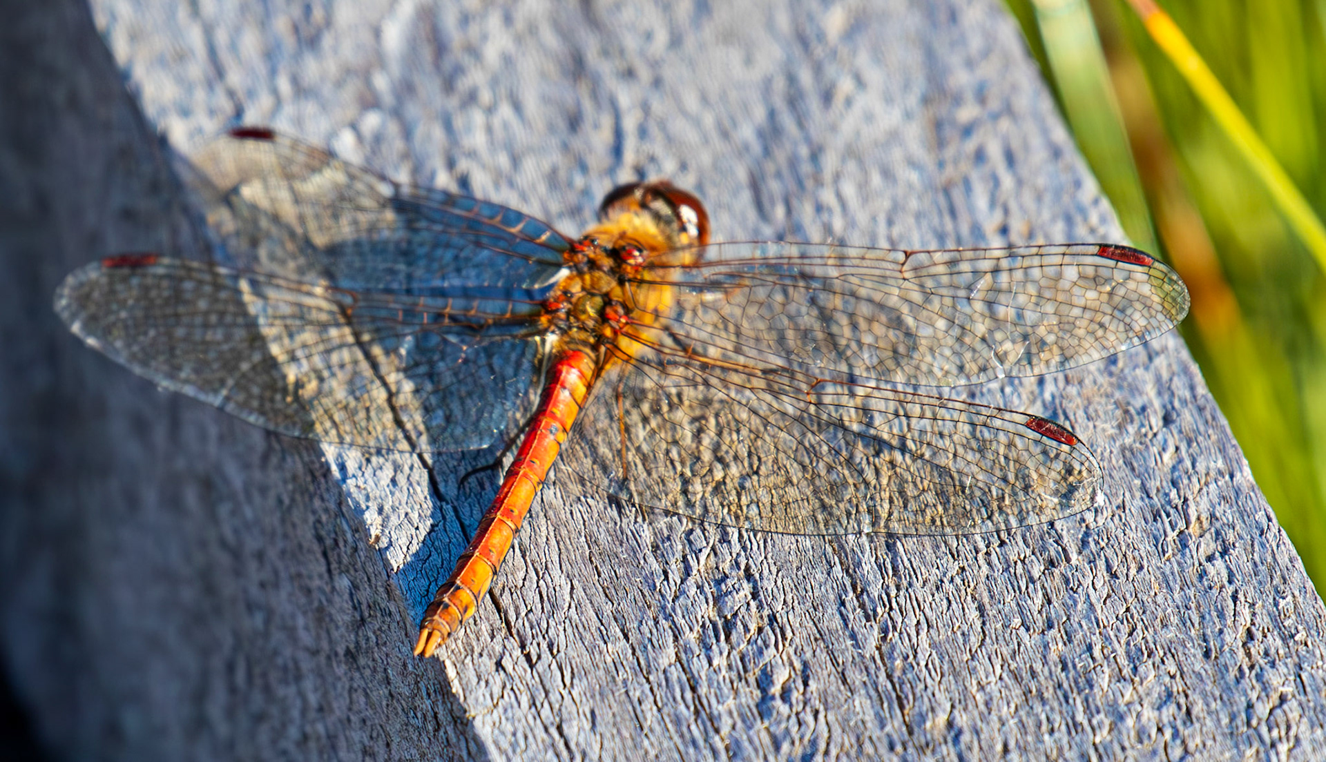 Common Darter - Sympetrum striolatum - Bavelaw 25 Sep 2025