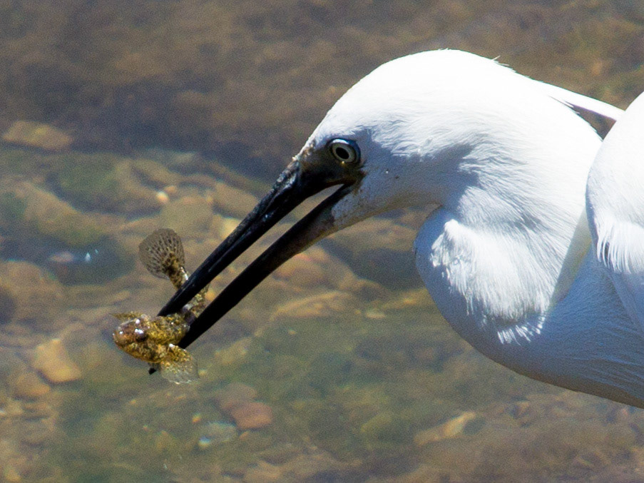Little Egret with lunch.