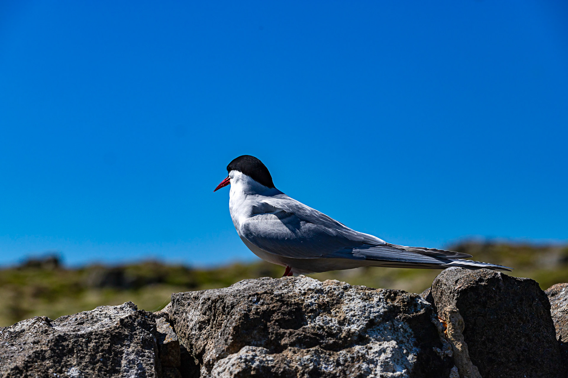 Isle of May - 04 June 2022