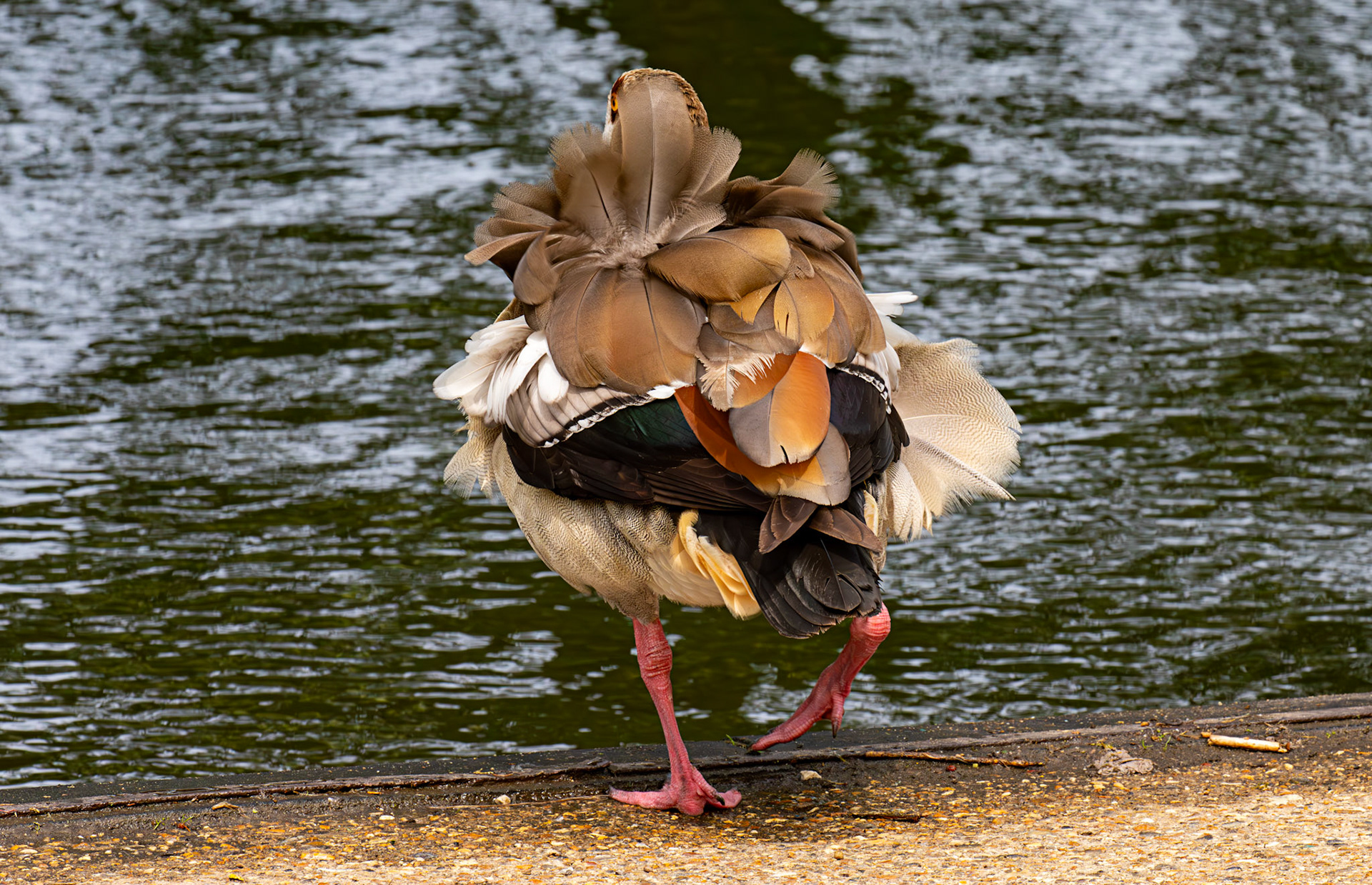 Windsor 06 August 2025