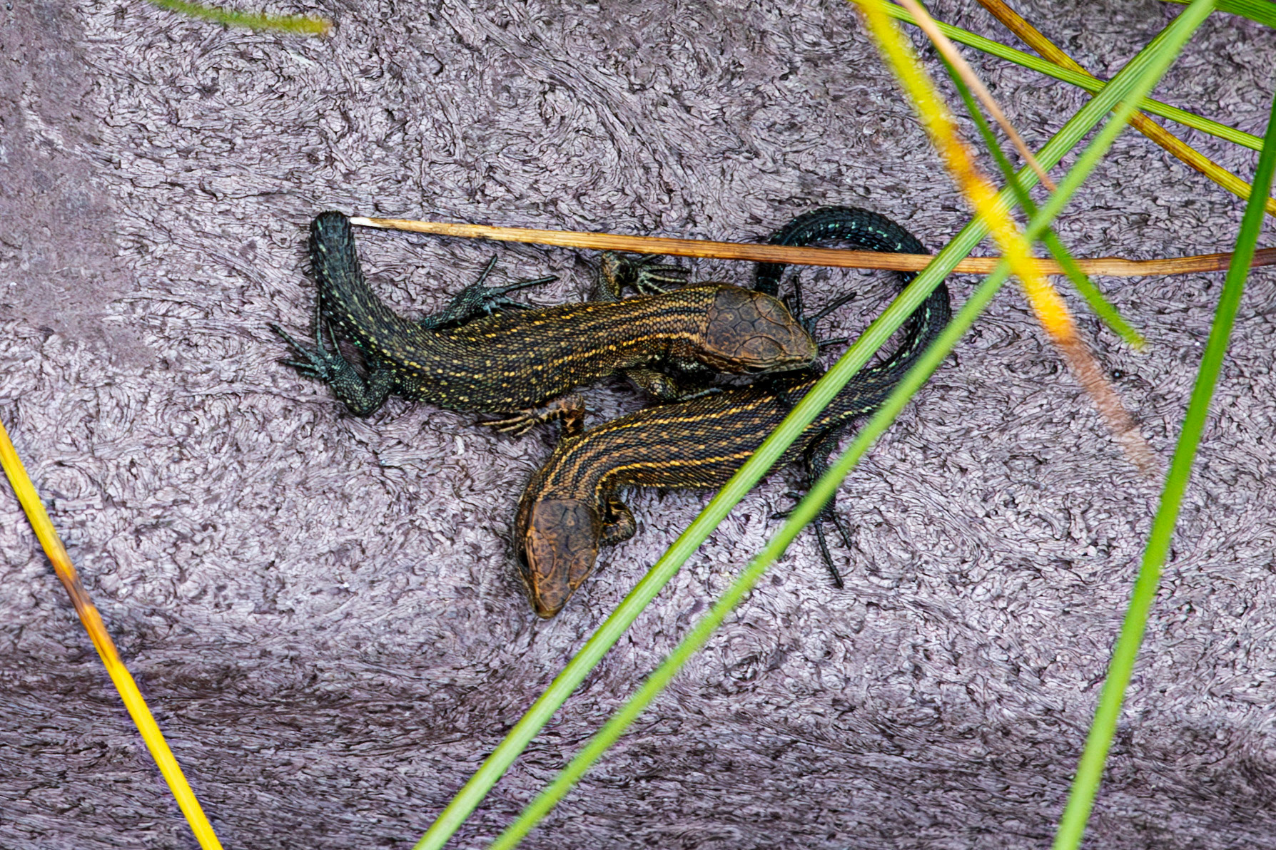 Flanders Moss 06 August 2024