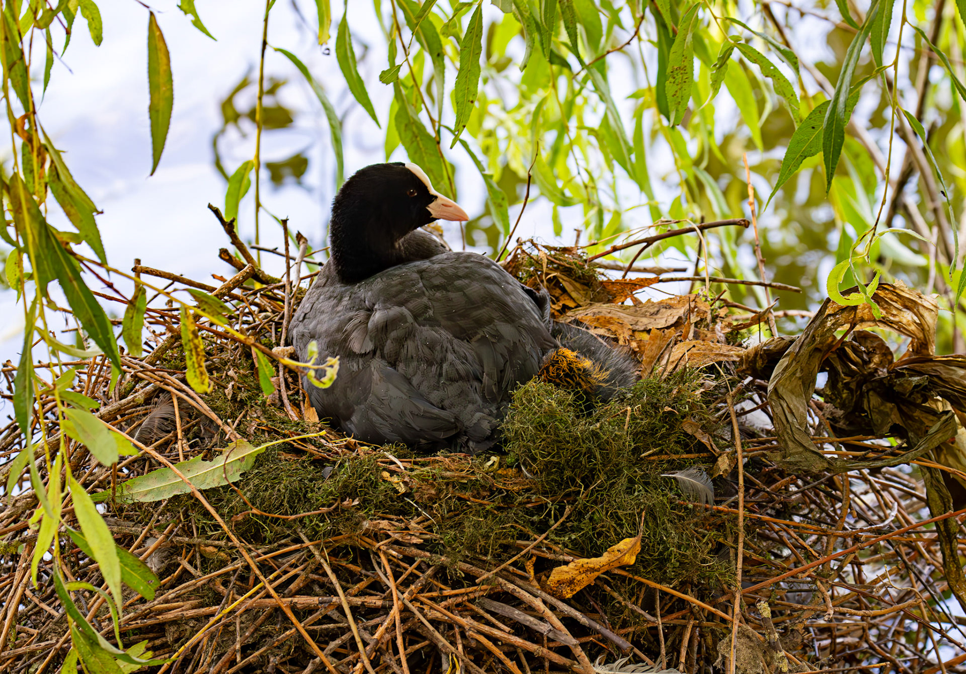 Linlithgow 02 August 2025