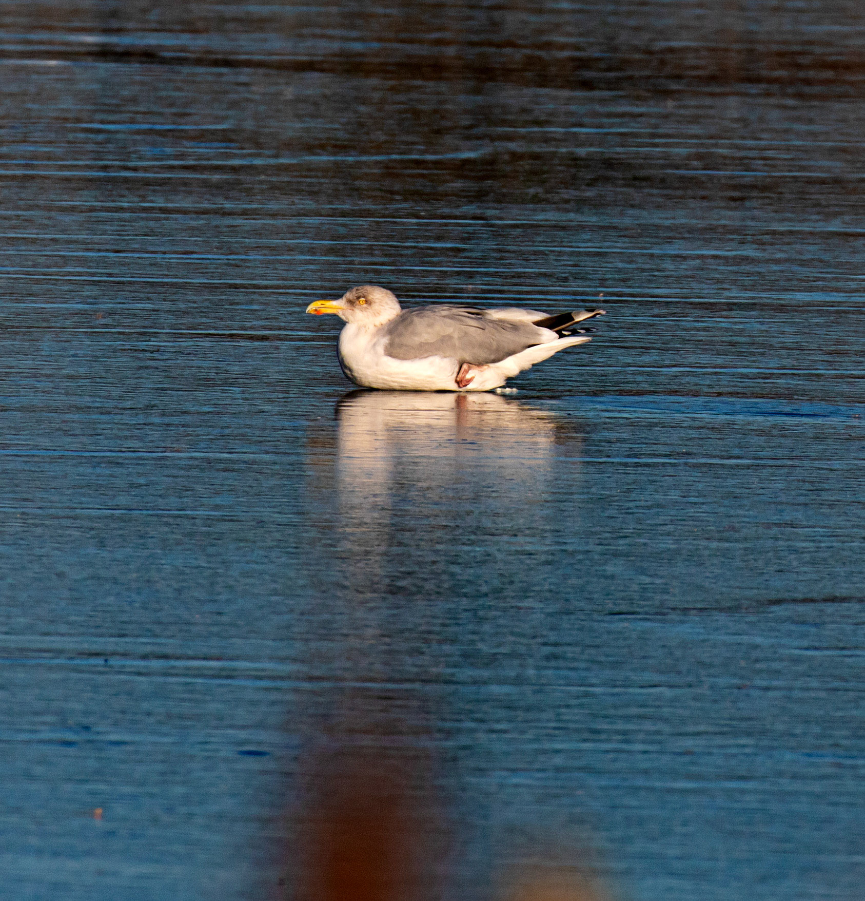 Herring Gull at Letham Pools 08 January 2025