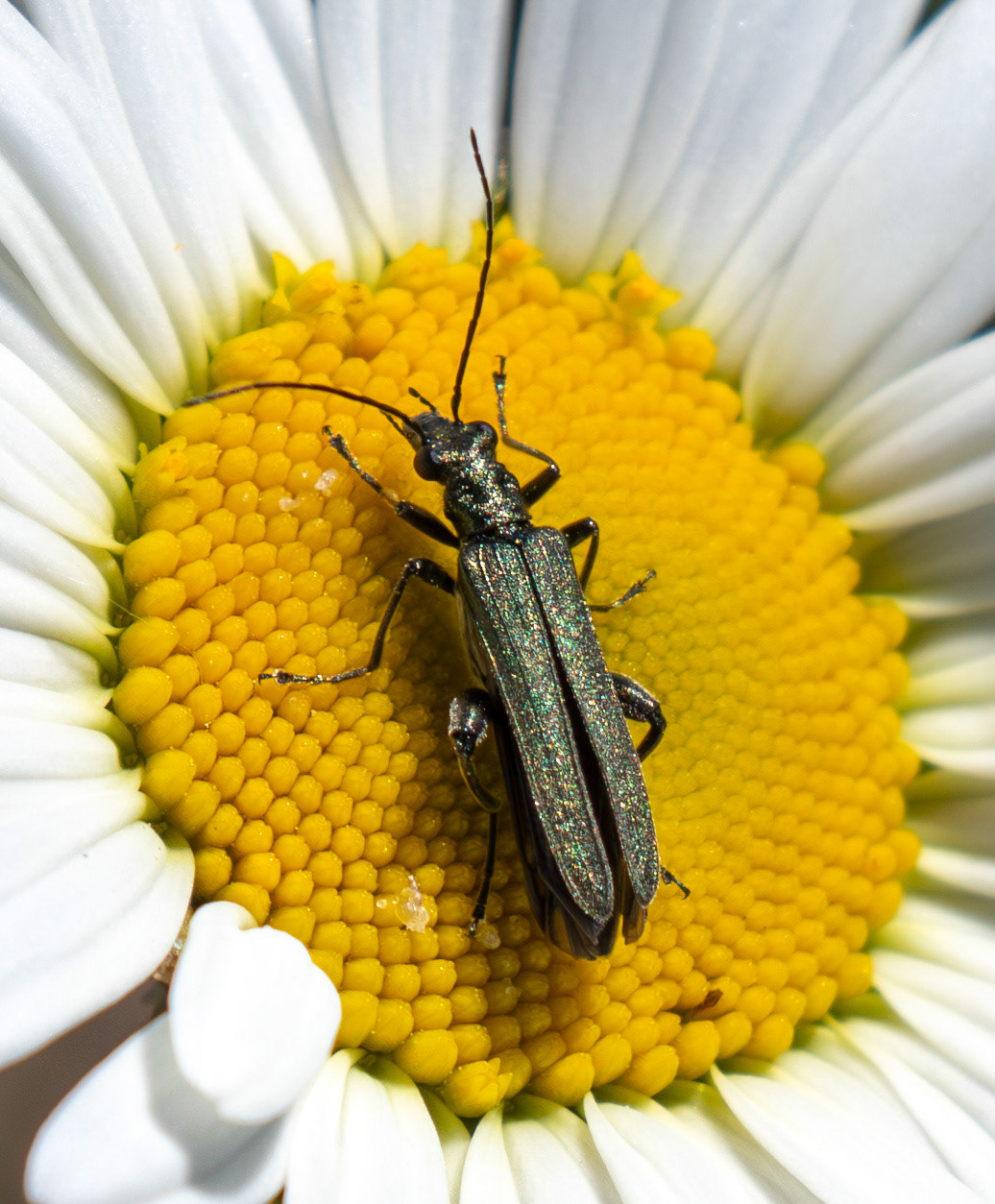 False Blister beetle (Oedemera virescens) at Tailend Moss 21 May 2025