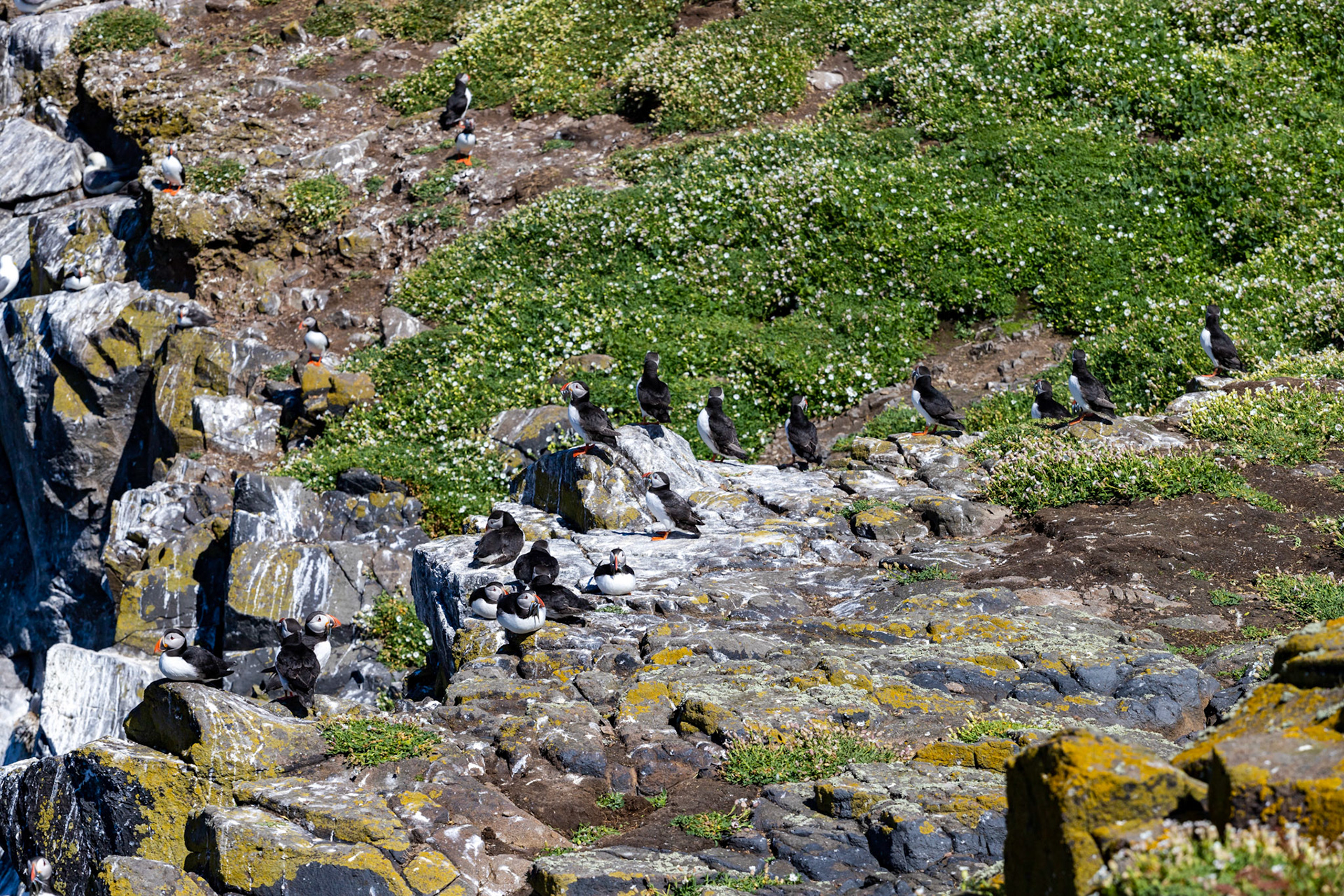 Puffin - Isle of May - 04 June 2022