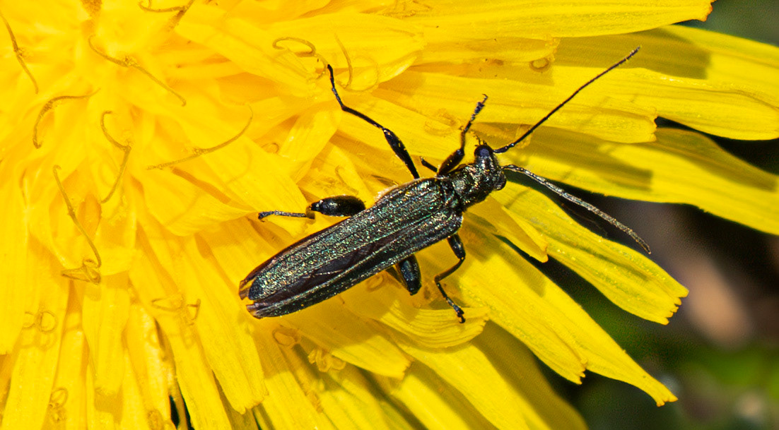 False Blister Beetle (Oedemera virescens) - Petershill Wildlife Reserve 13 May 2025