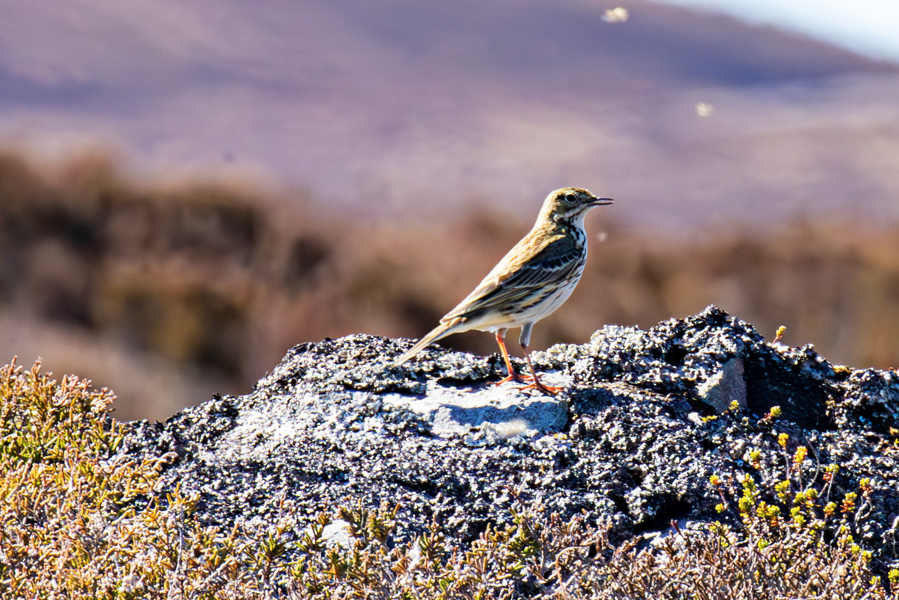 Meadow Pipit. Loch Crocach 30 April 2026