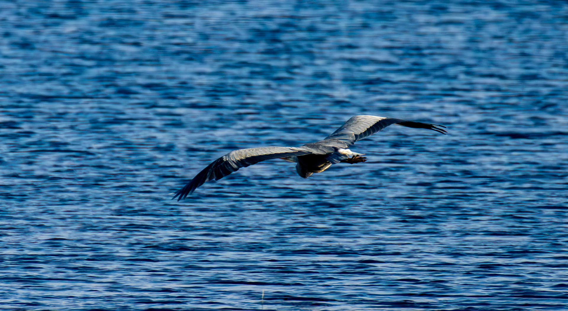 Grey Heron - Harperrig Reservoir 17 September 2024