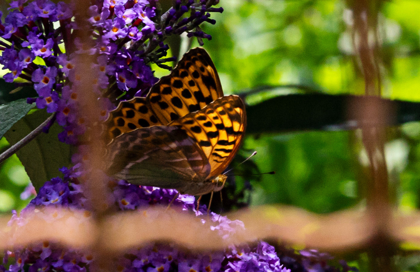 Butterflies- Siena 26 June 2024