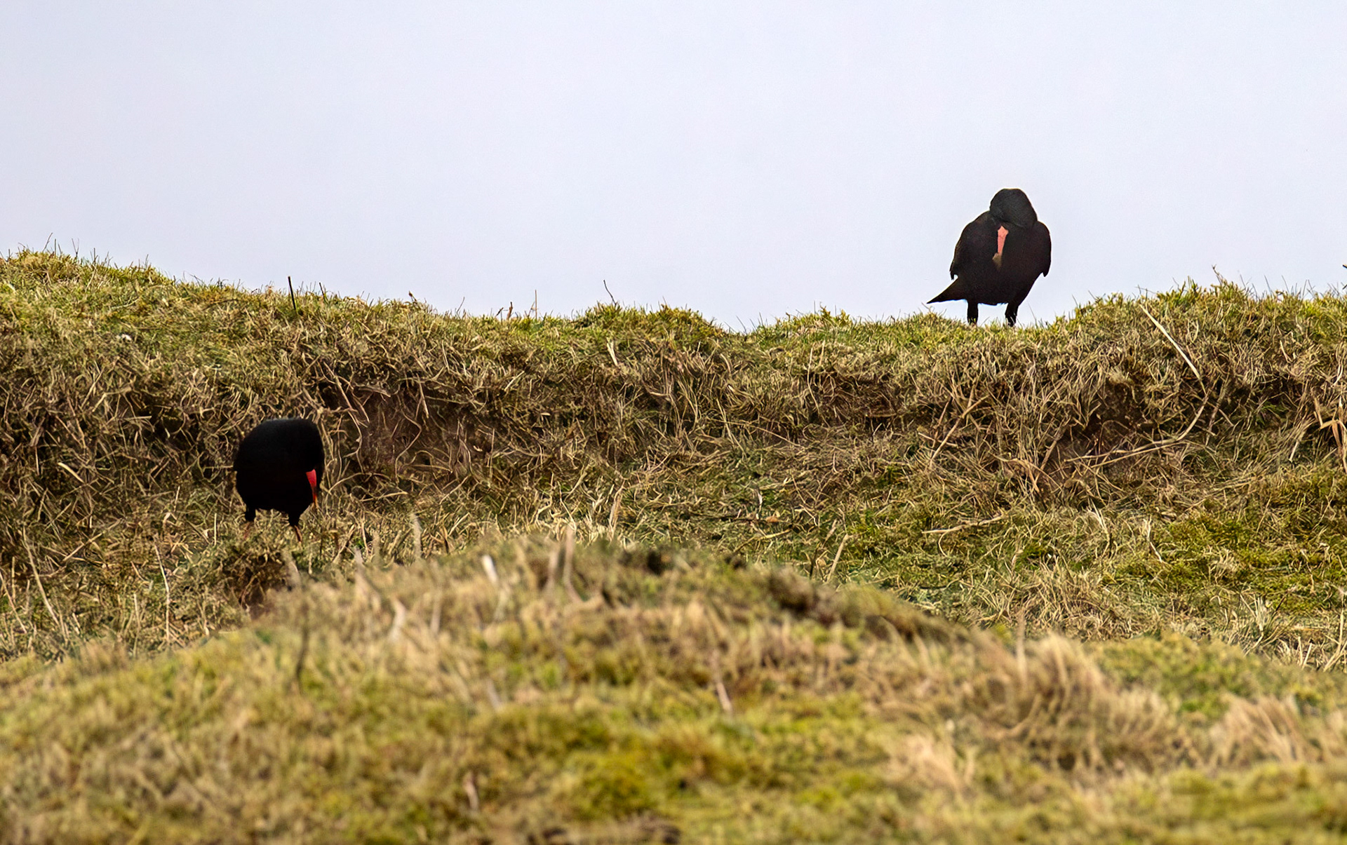 Chough: The Island of Islay 03 March 2025