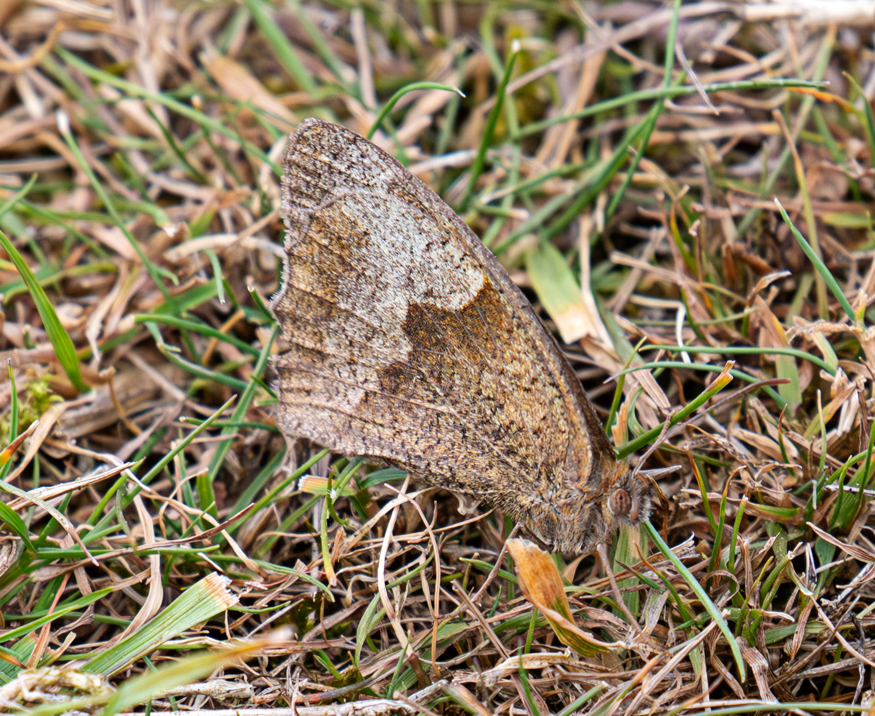 Knowle Park, Kent 23 Aug 2025