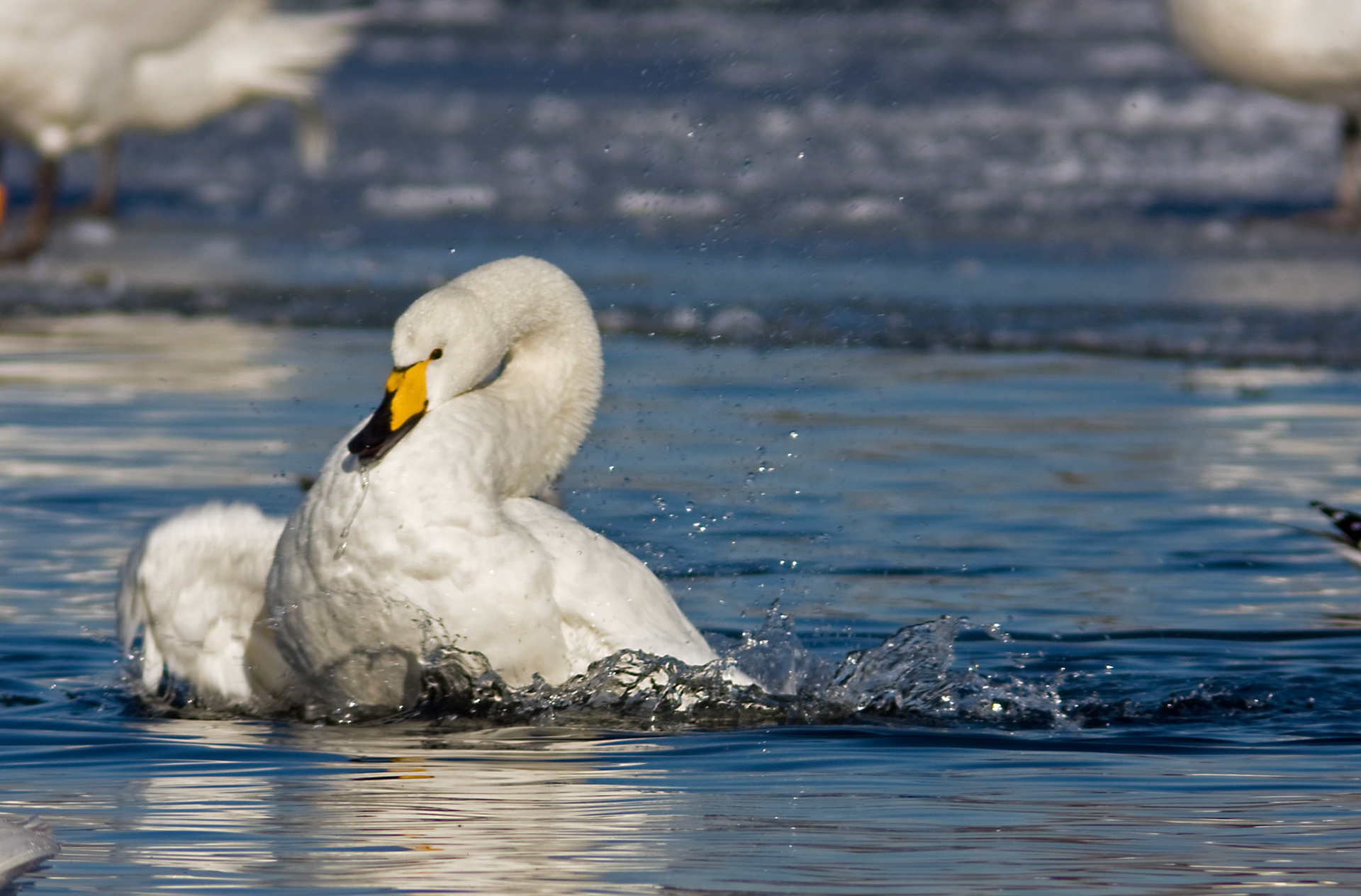 Hogganfield LochPlease see my other Photographs at: http://www.jamespdeans.co.uk/